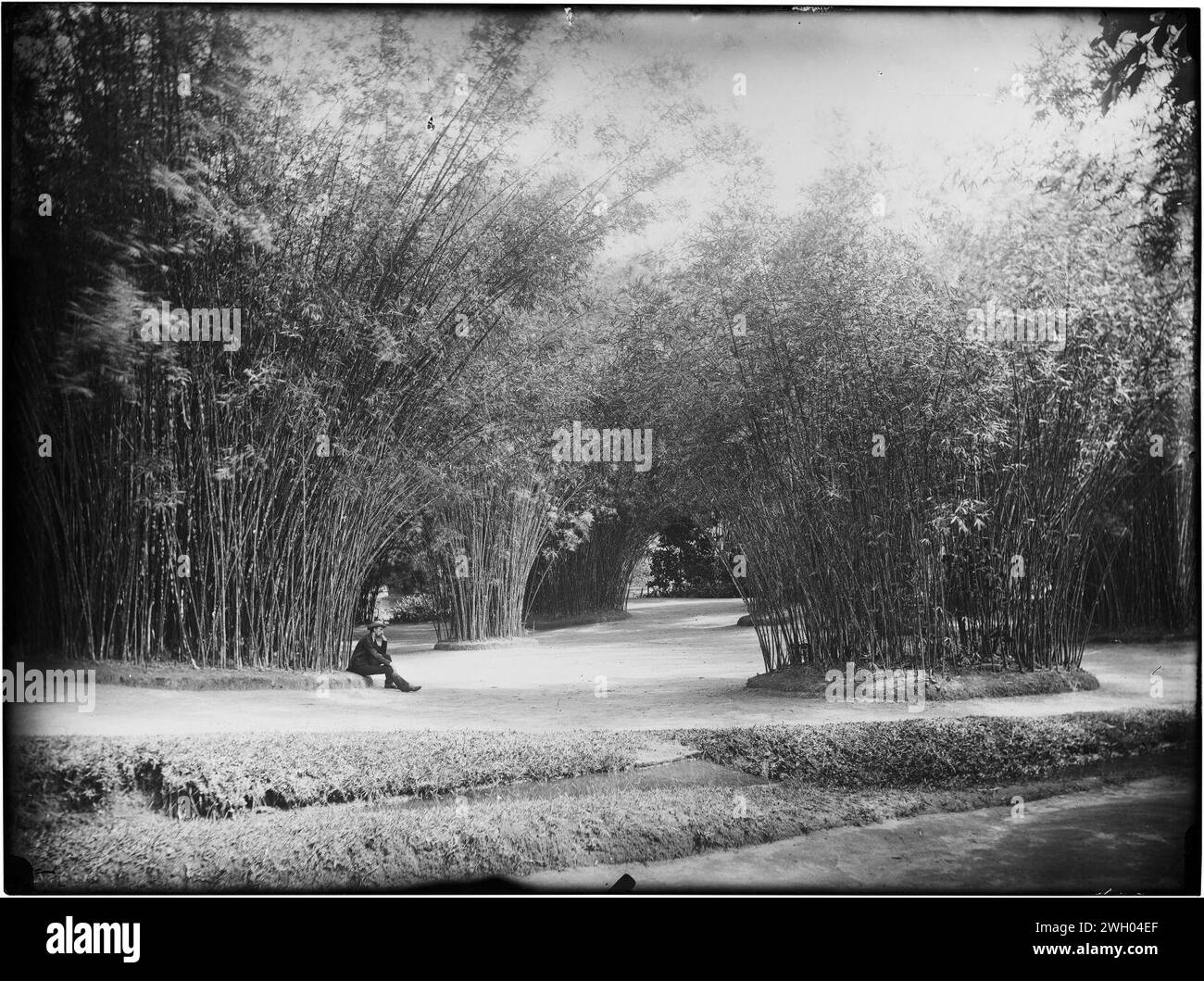 Bambus bambus Black and White Stock Photos & Images - Alamy