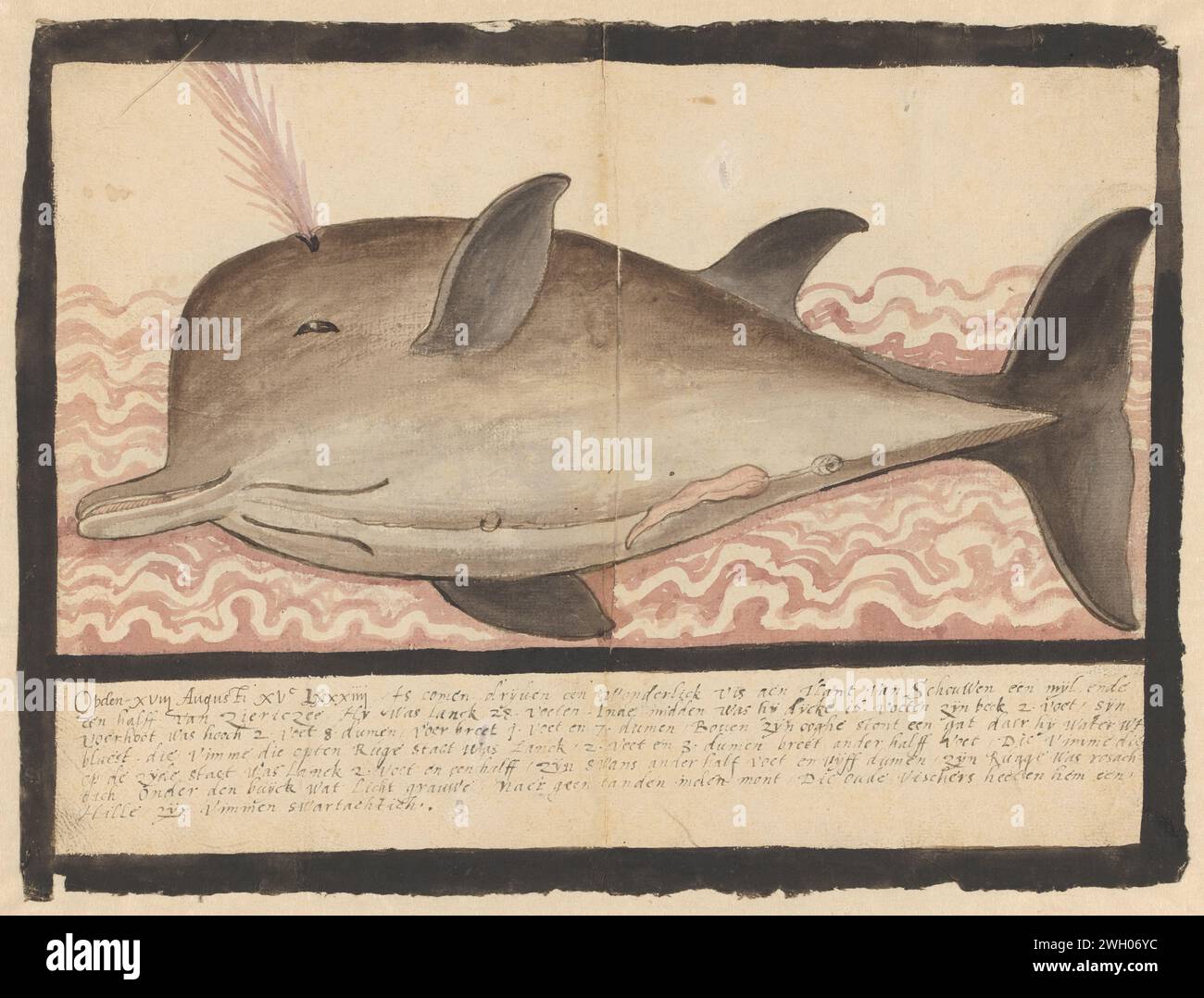 Buttenosis Whale (Hyperoodon Rostratus), Adriaen Coenen, 1584 drawing  Zeeland paper. ink. graphite (mineral) pen / brush swimming mammals: whale Stock Photo