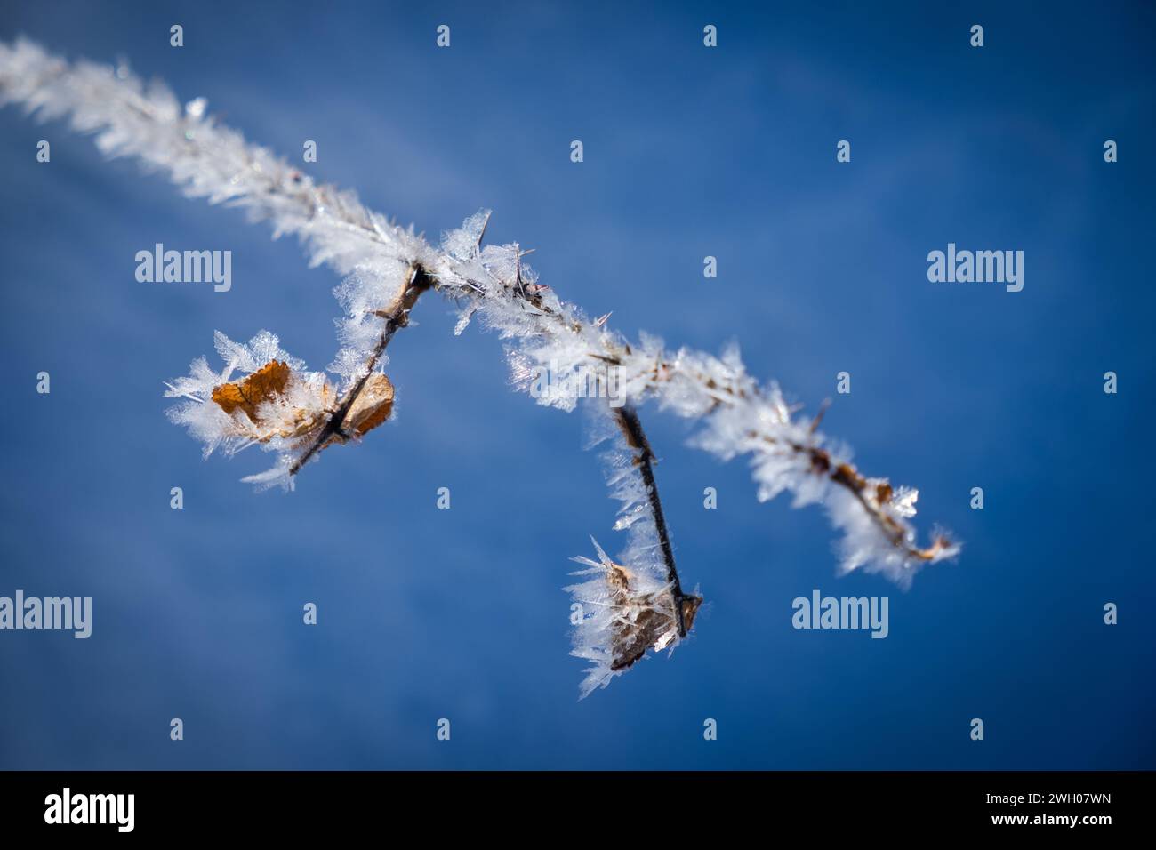 Frosted snow crystals on a plant stem, East Montpelier, Vermont,  New England, USA. Stock Photo