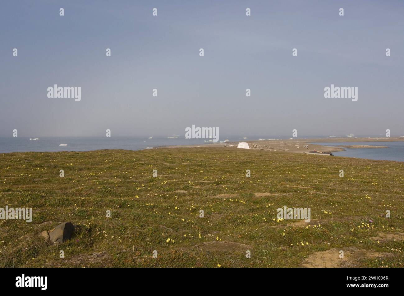 White mountain avens Dryas integrifolia Arctic Poppy Papaver lapponicum flowering in the arctic tundra Arctic National Wildlife Refuge ANWR Alaska Stock Photo