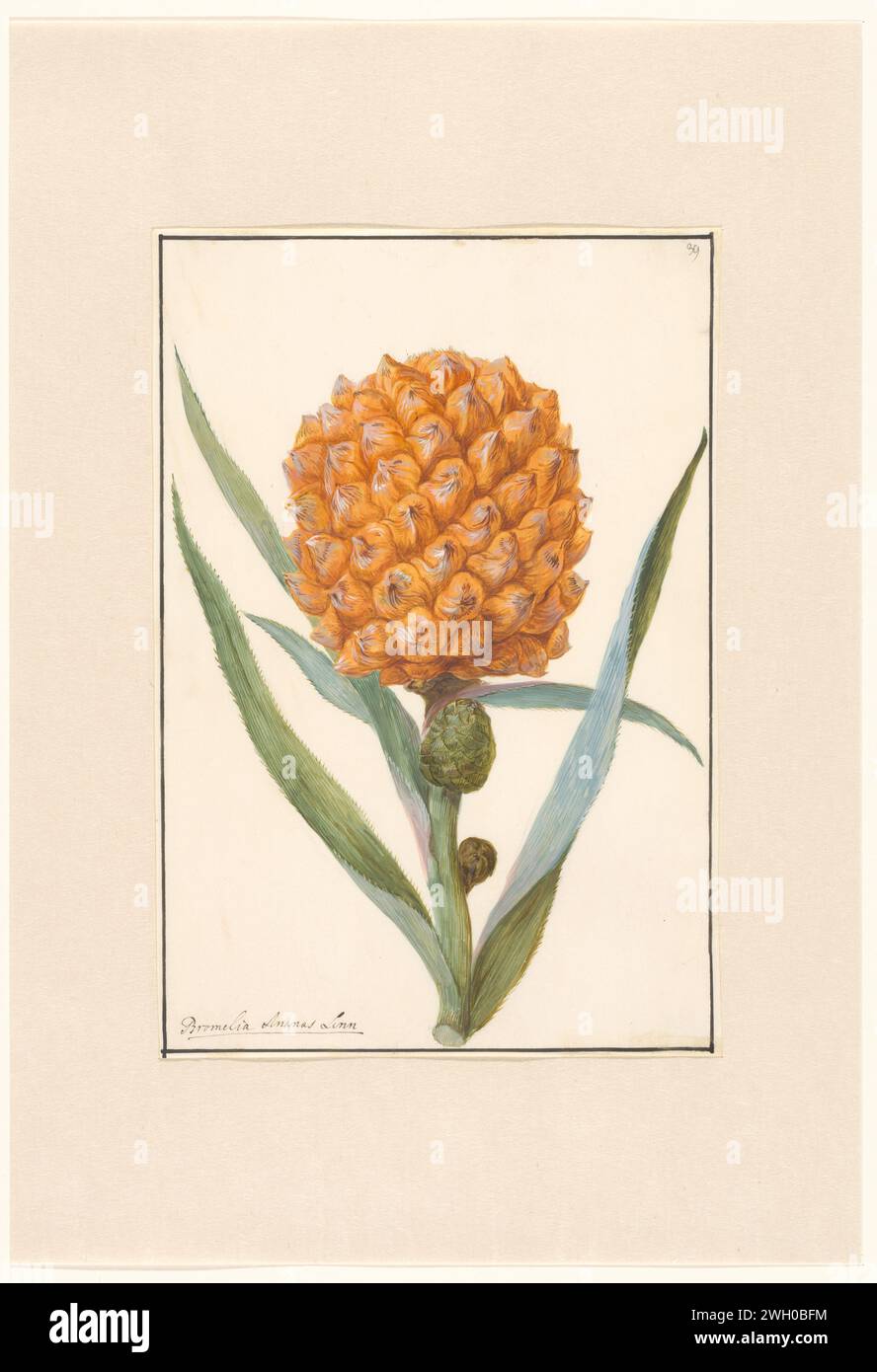 Pineapple on branch, anonymous, c. 1700 - c. 1749 drawing  Netherlands gouache (paint). pencil. parchment (animal material) brush Stock Photo