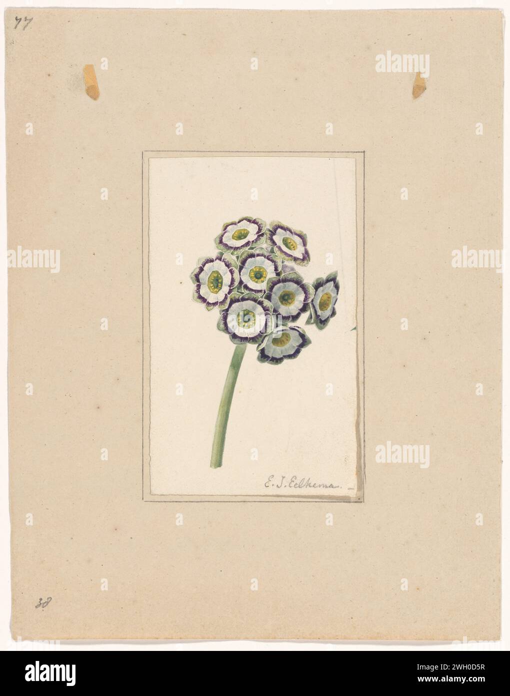 Primula auricula, anonymous, c. 1815 - c. 1830 drawing   paper drawing Stock Photo