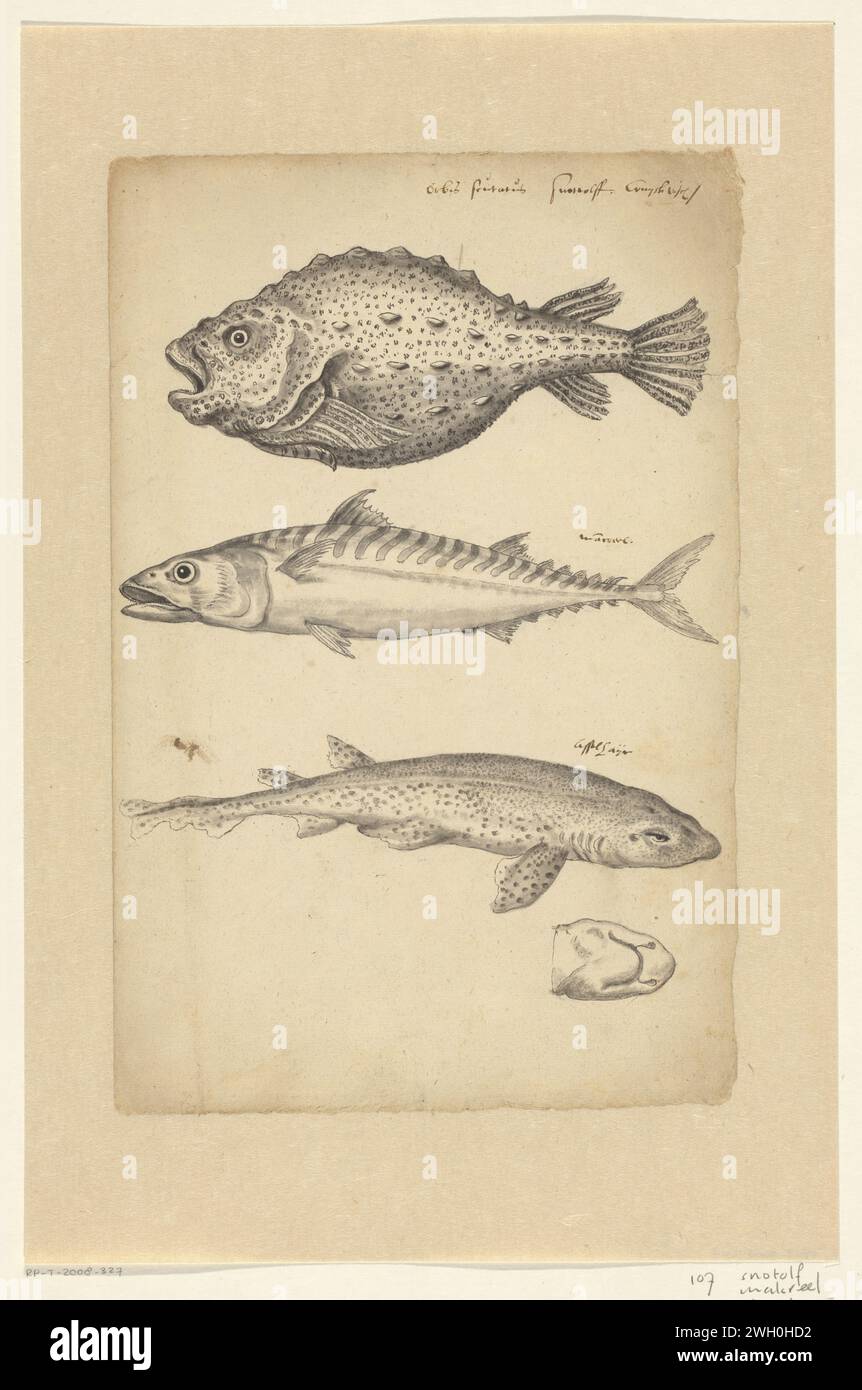 Study sheet with a lumpfish (Cyclopterus lumpus), a mackerel (Scomber scombrus) and a small-spotted catshark (Scyliorhinus canicula), anonymous, 1575 - 1599 drawing  Netherlands paper. ink pen / brush fishes Stock Photo