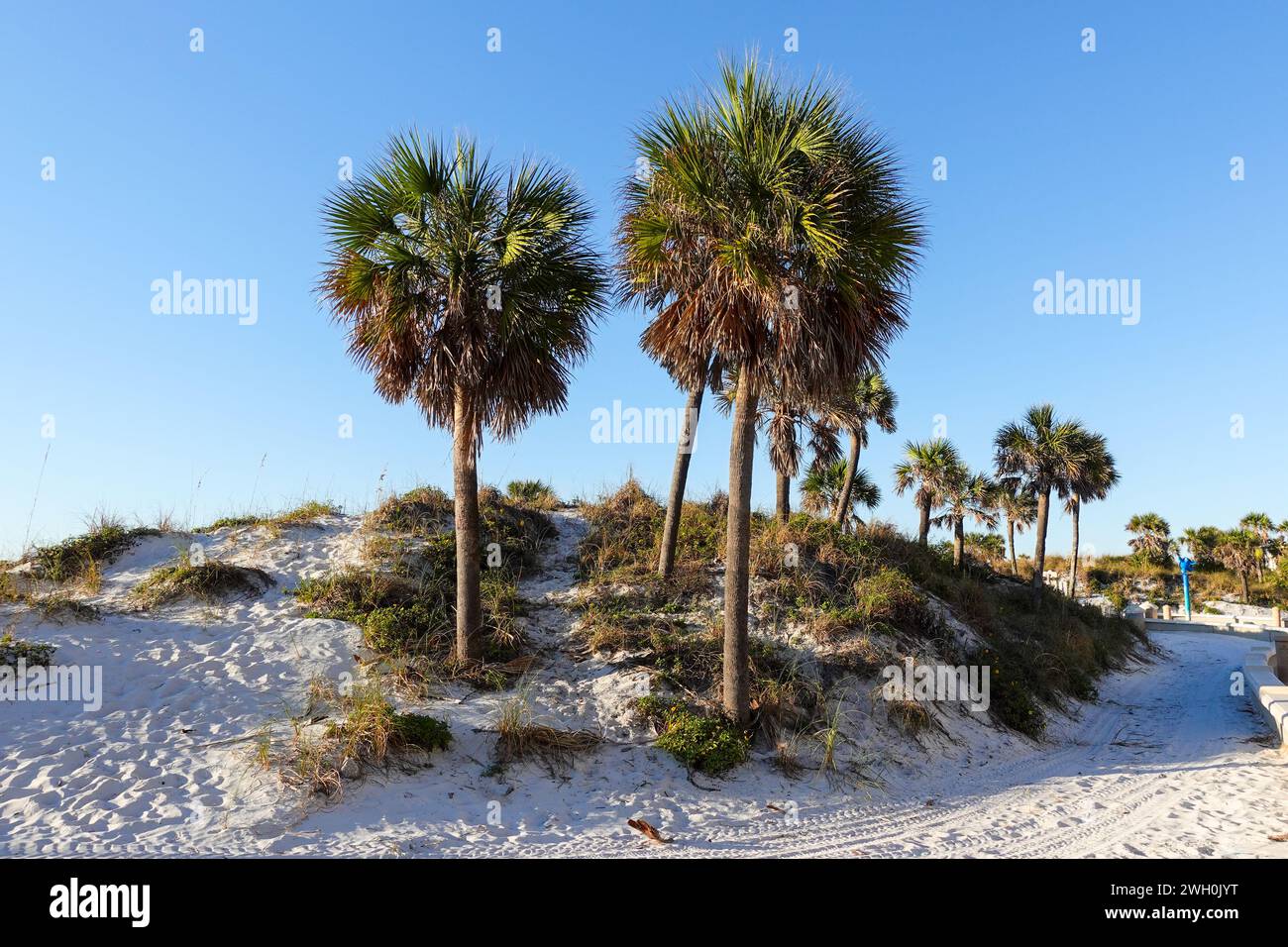 Palm trees growing on white sand beaches in Clearwater, Florida, on Florida’s Gulf Coast Stock