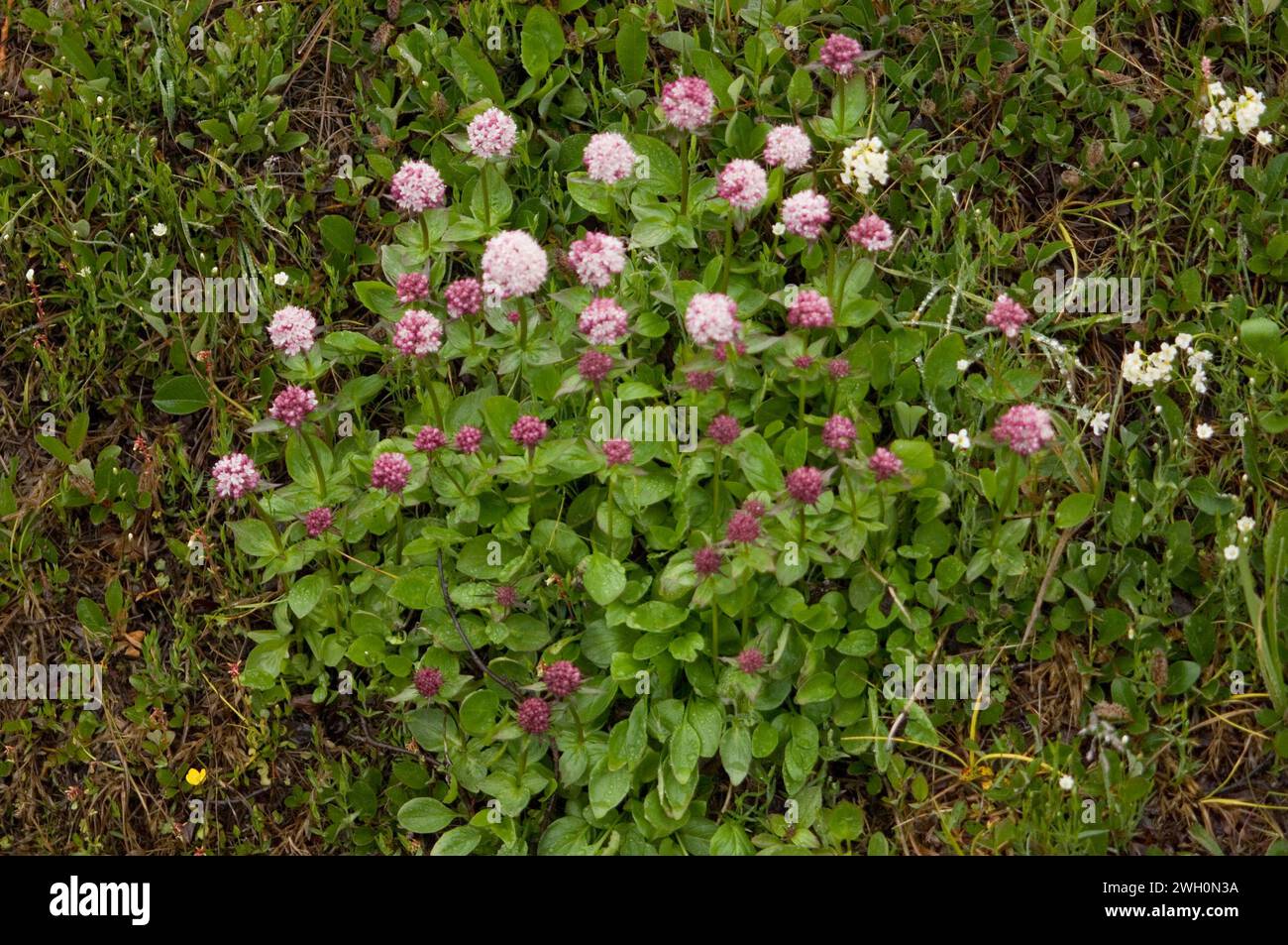wild flowers flowering in the arctic tundra  Arctic National Wildlife Refuge ANWR Alaska Stock Photo