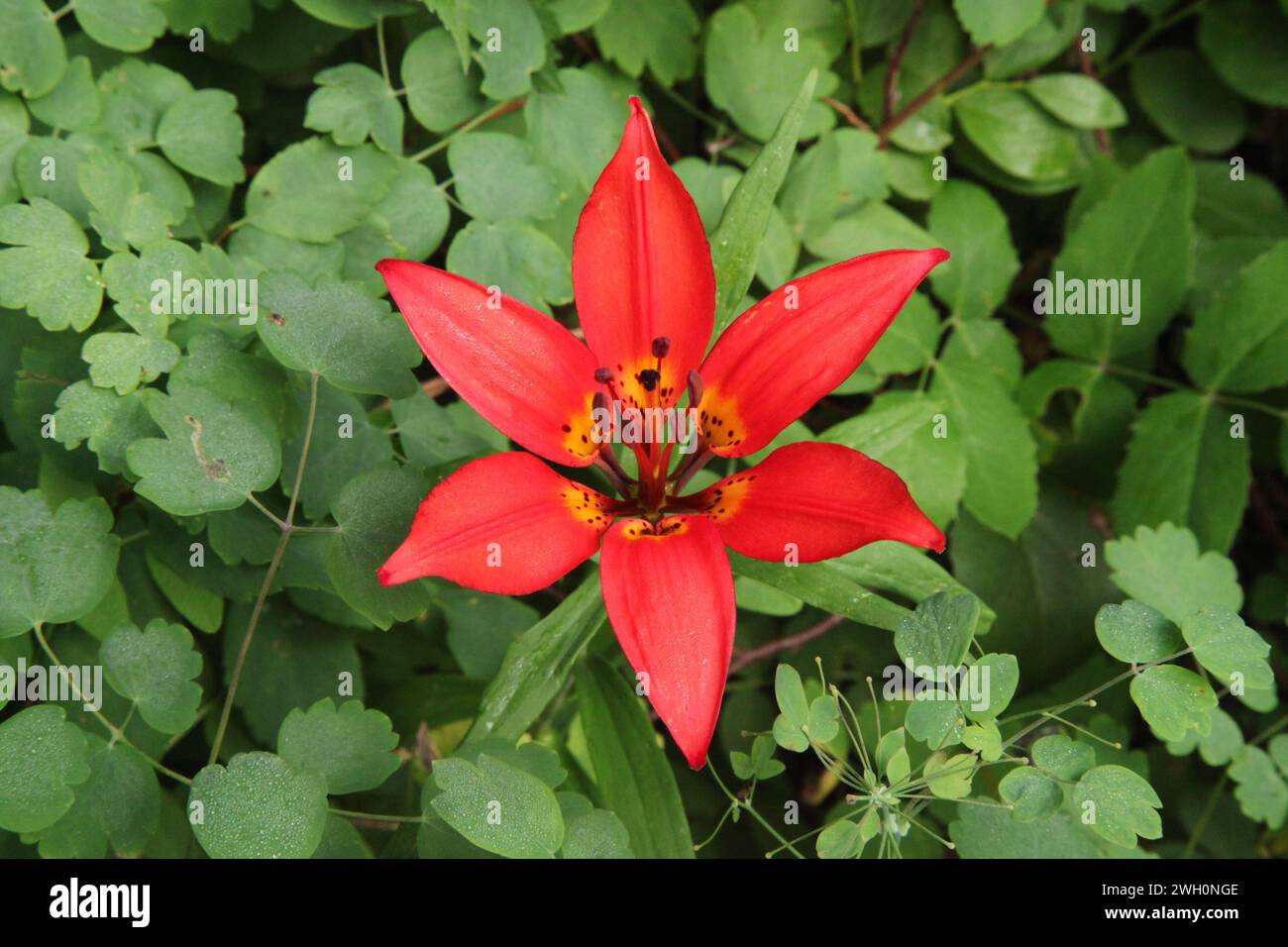 Wood Lily (Lilium philadelphicum) wildflower in Big Snowy Mountains, Montana Stock Photo