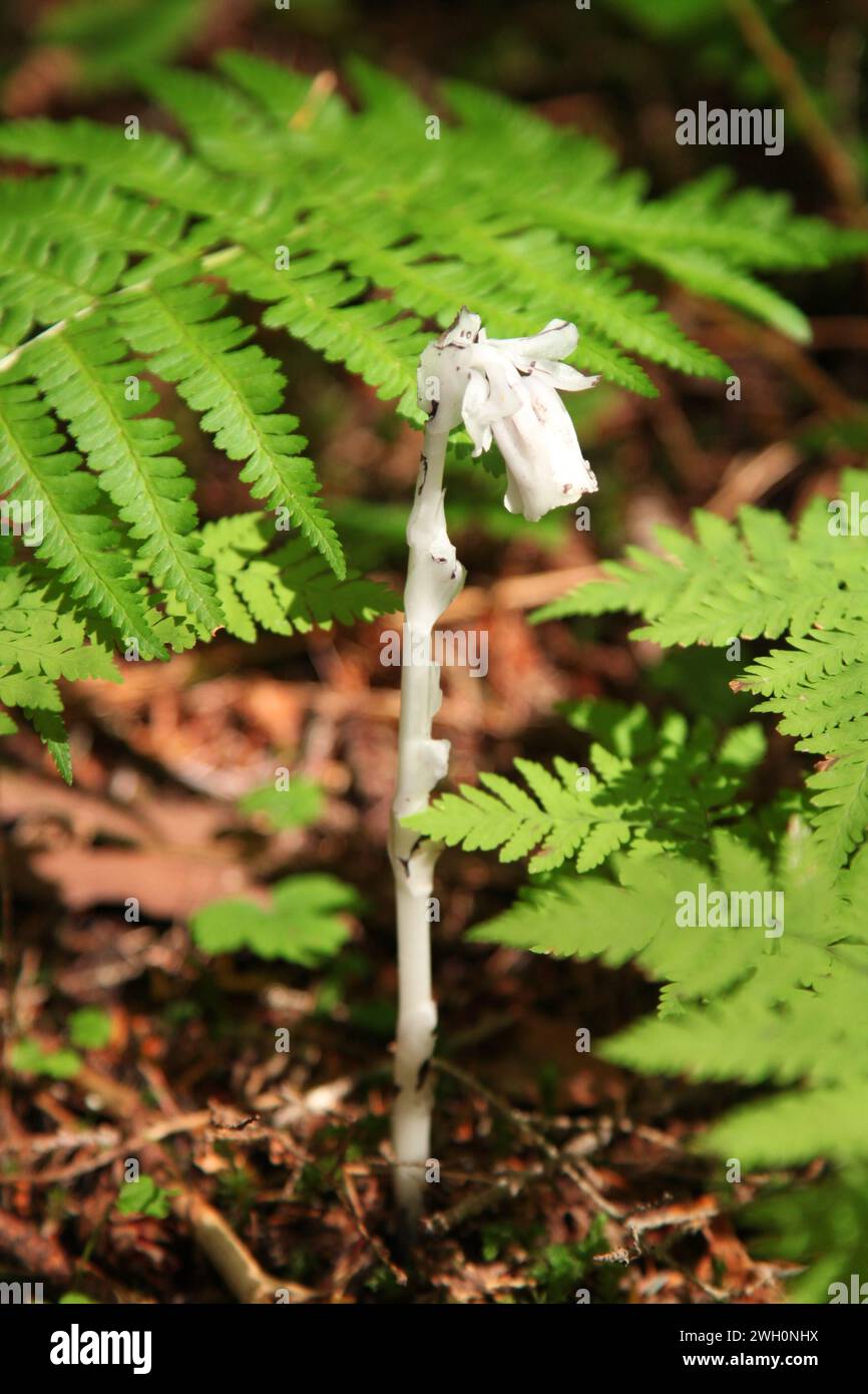 Indian Pipe (Monotropa uniflora) in Glacier National Park, Montana, a white wildflower lacking chlorophyll Stock Photo
