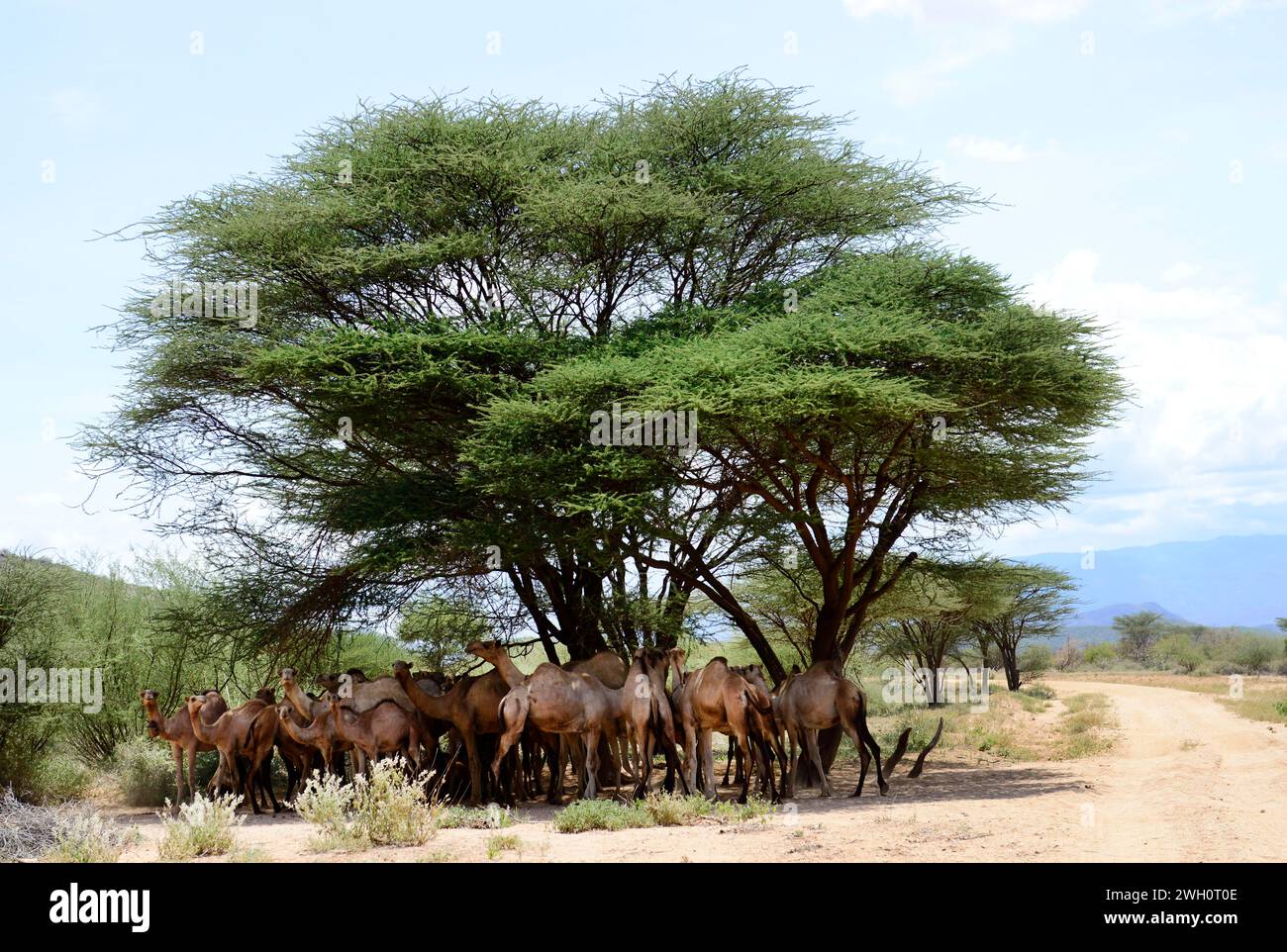 A herd of camel standing in the shade of an Acacia tree in the South Horr region in northern Kenya. Stock Photo
