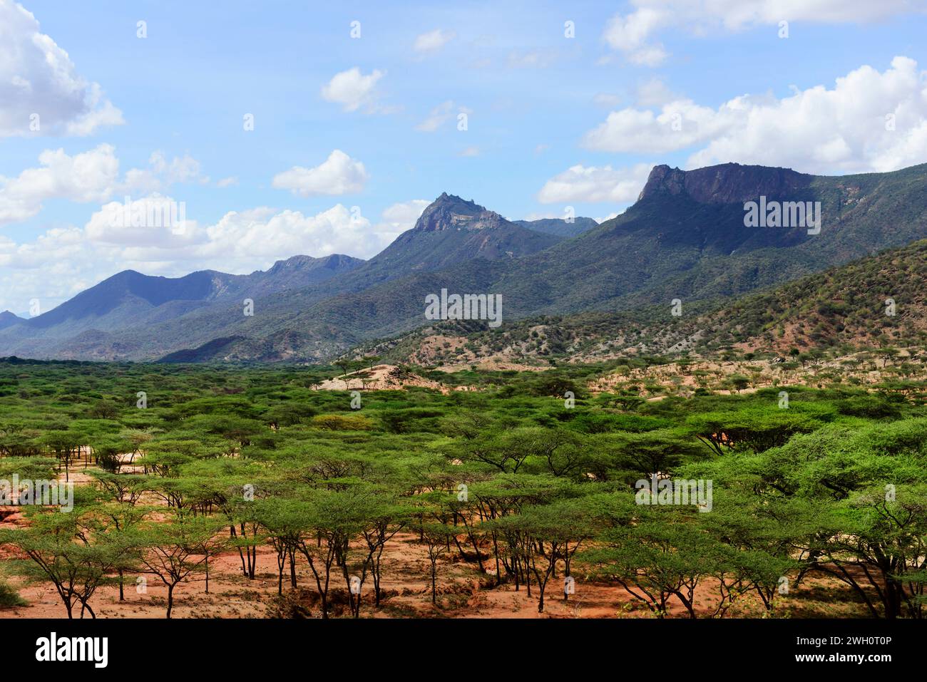 Acacia forest in the South Horr region, Rift Valley, Kenya. Stock Photo