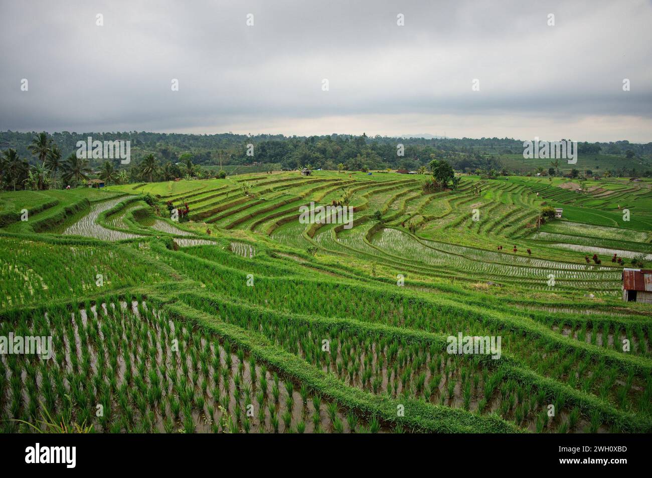 Scenic view of beautiful rice fields in Indonesia Stock Photo