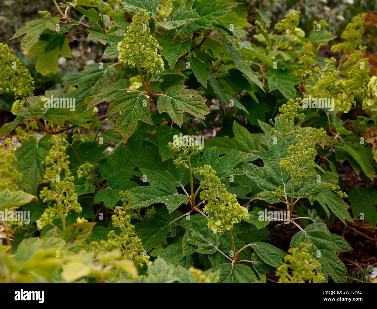 Closeup of the white flower buds of the hardy garden shrub hydrangea quercifolia harmony. Stock Photo