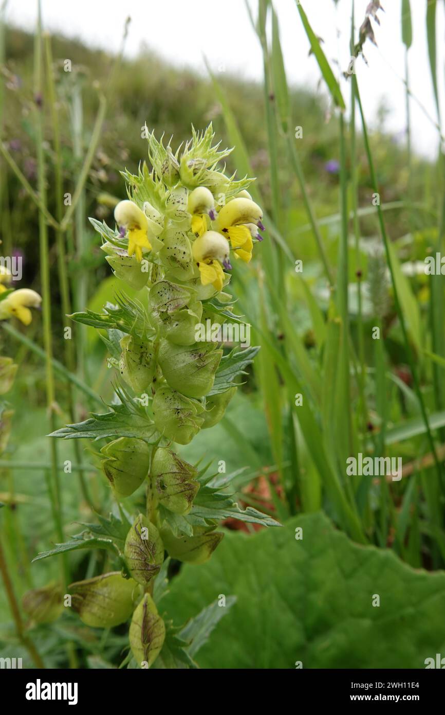 Natural vertical closeup on the Aristate Yellow-Rattle wildflower, Rhinanthus glacialis Stock Photo