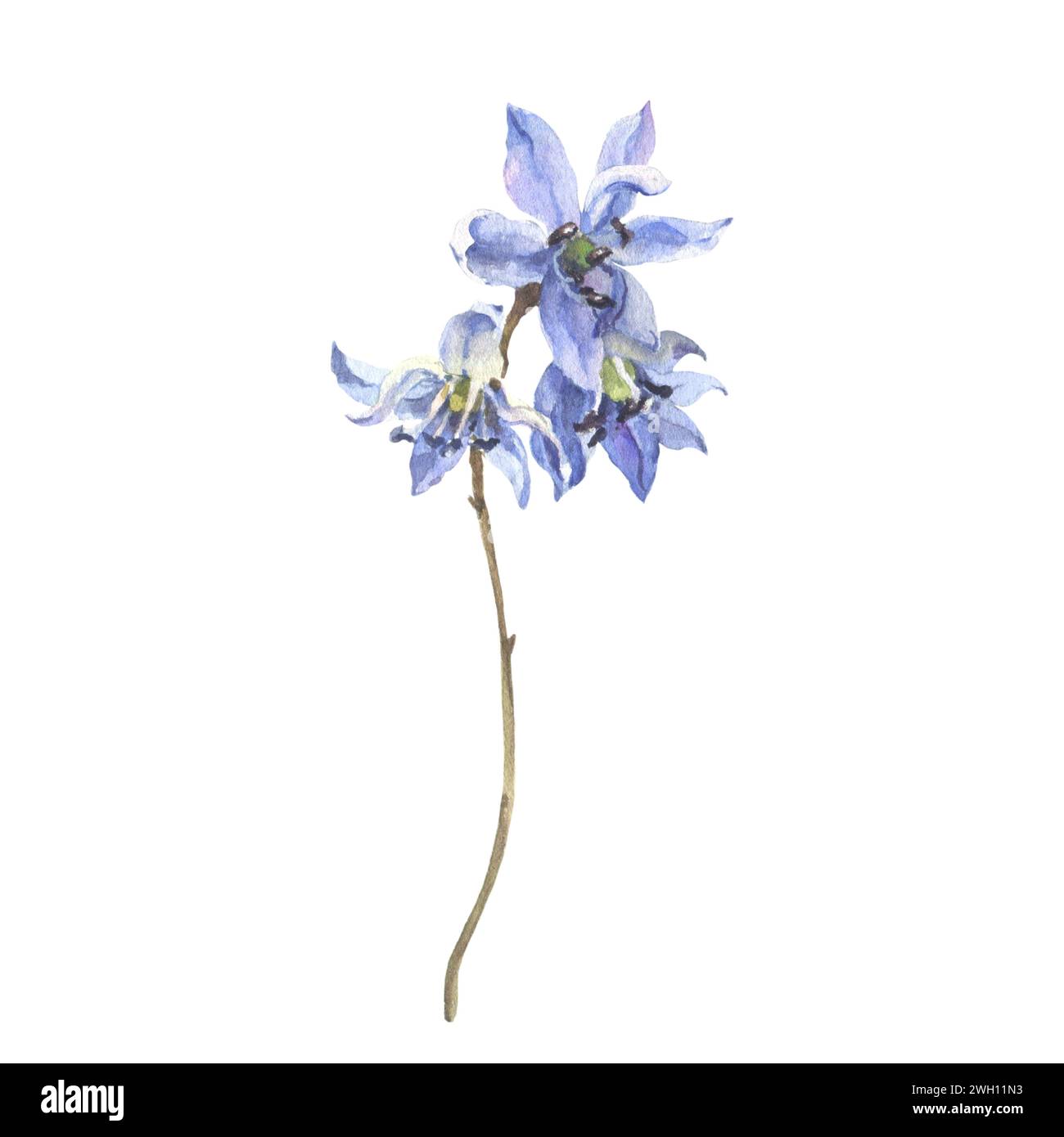 Watercolor first spring flowers isolated on white background. Forest flowers liverwort, scilla, coppice. Illustration of delicate lilac flowers Stock Photo