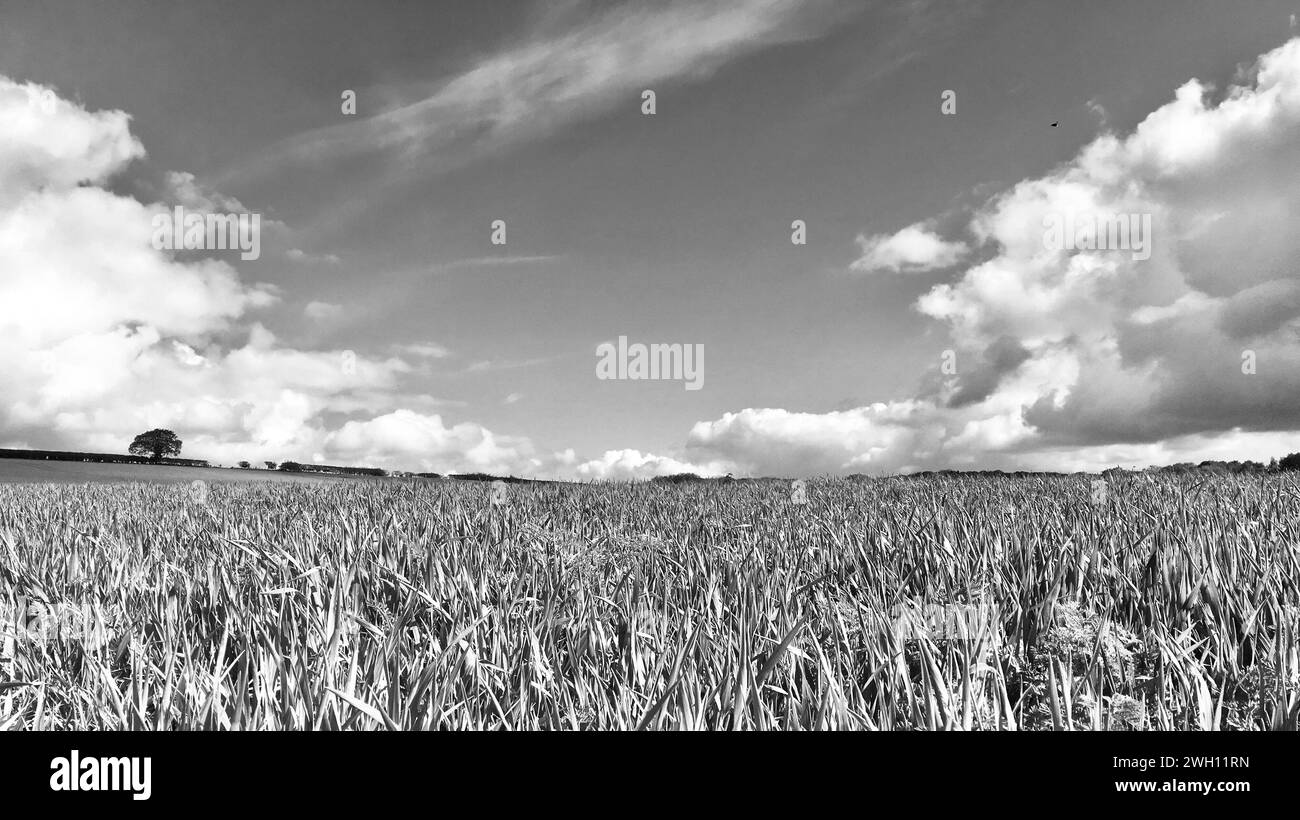 Landscape & Fields of Barley Stock Photo Alamy