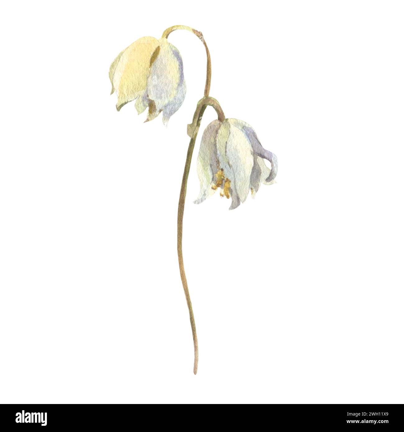 Watercolor Spring white Scilla flowers isolated on white background. Forest flowers liverwort, scilla, coppice. Illustration of delicate white flowers Stock Photo