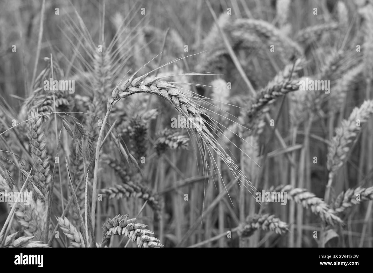 Fields of Barley Stock Photo Alamy