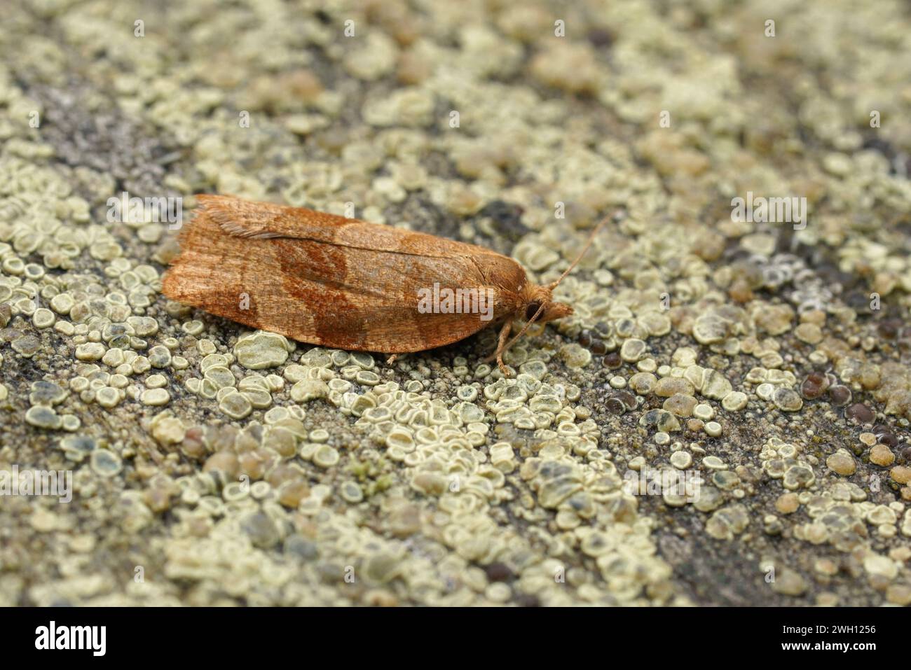 Natural closeup on the barred Fruit tree tortrix moth, Pandemis cerasana sitting on wood in the garden Stock Photo