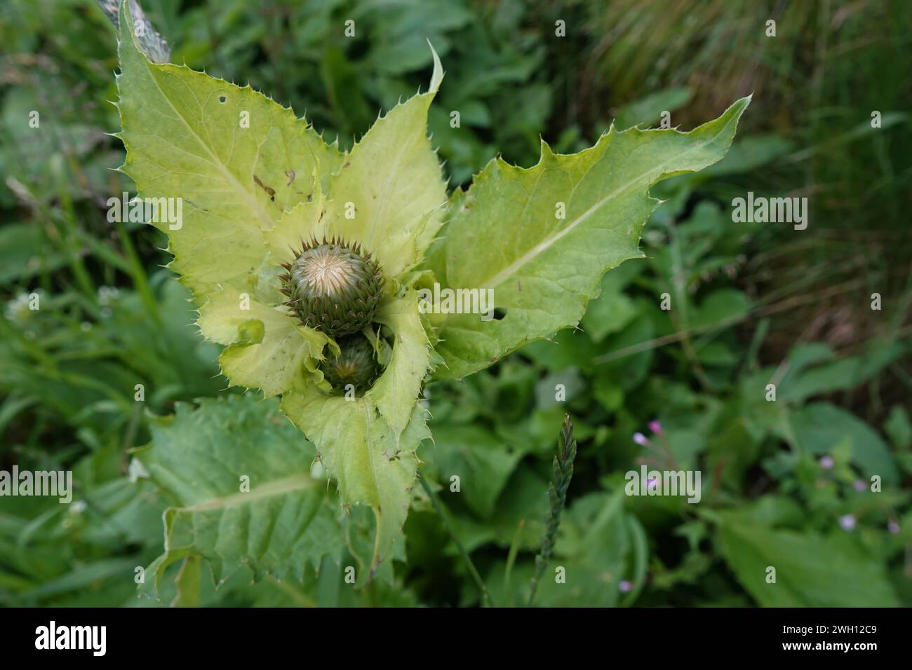 Natural closeup on an emerging flowerhead of a cabbage or Siberian thistle, Cirsium oleraceum Stock Photo