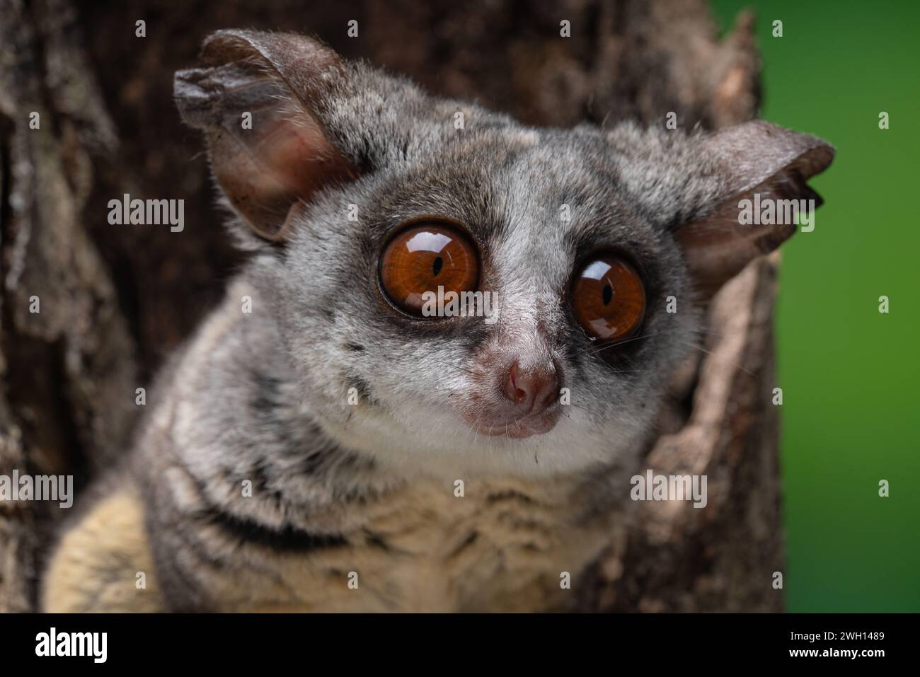 galago-in-a-tree-hi-res-stock-photography-and-images-alamy