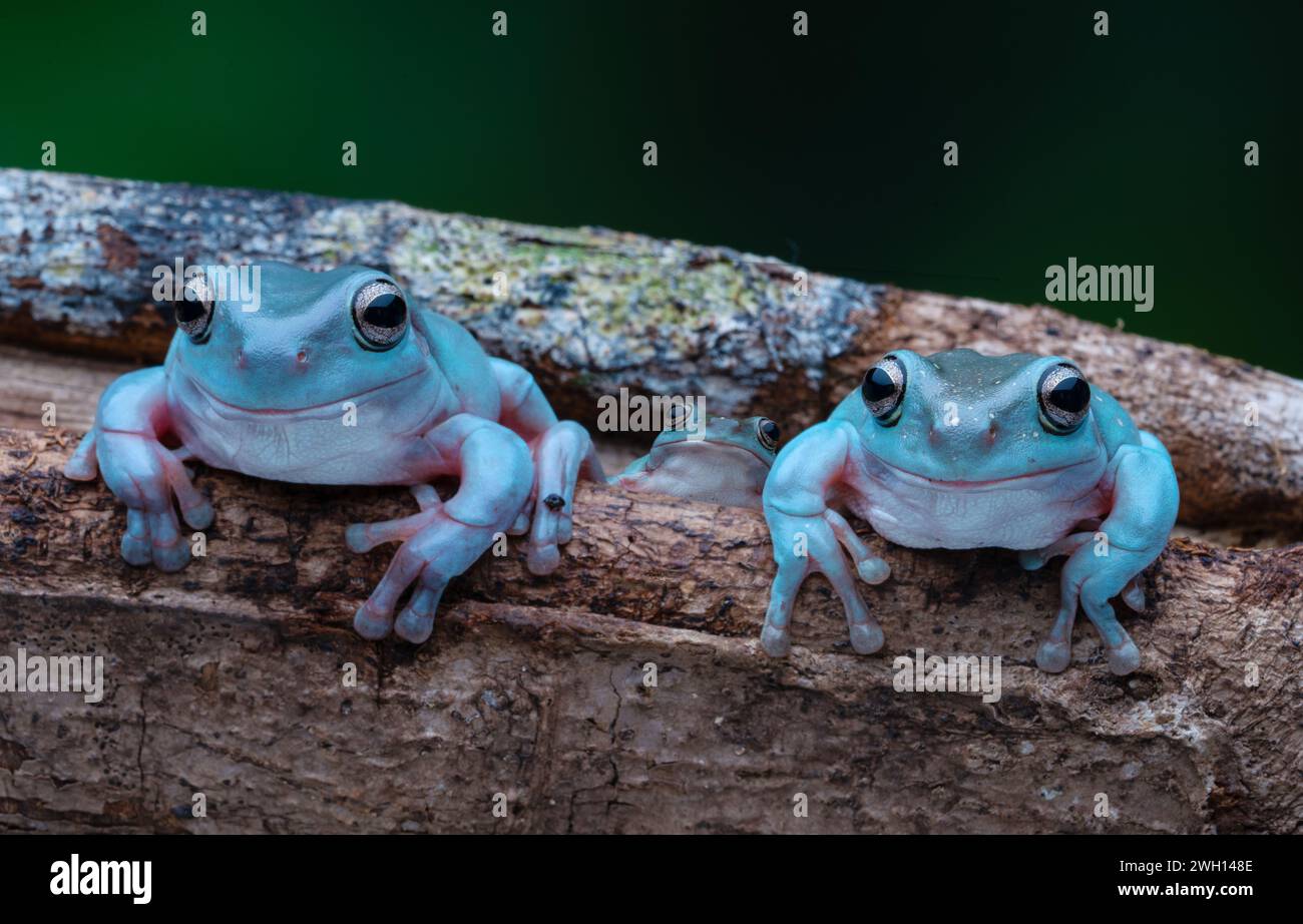 A Blue Dumpy Tree Frogs perched on a tree trunk amidst a contrasting dark backdrop Stock Photo