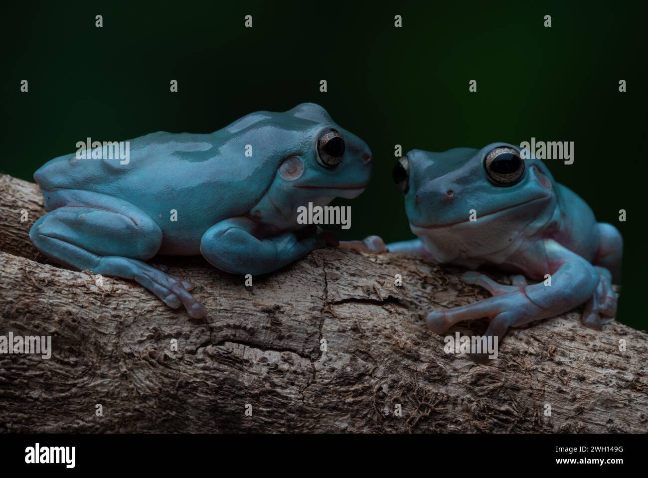 A Blue Dumpy Tree Frogs perched on a tree trunk amidst a contrasting dark backdrop Stock Photo