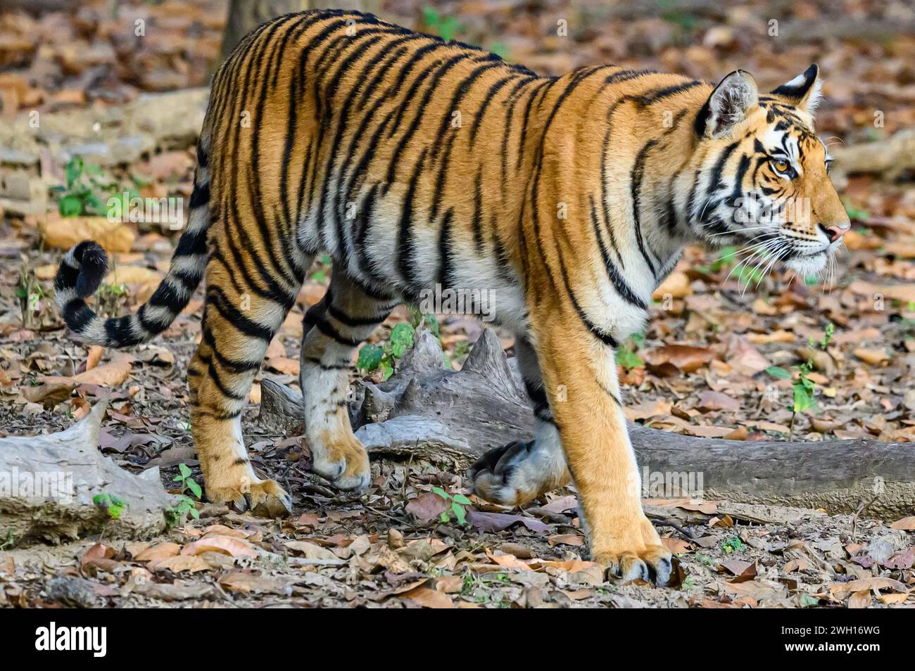 Contact log hires stock photography and images Alamy