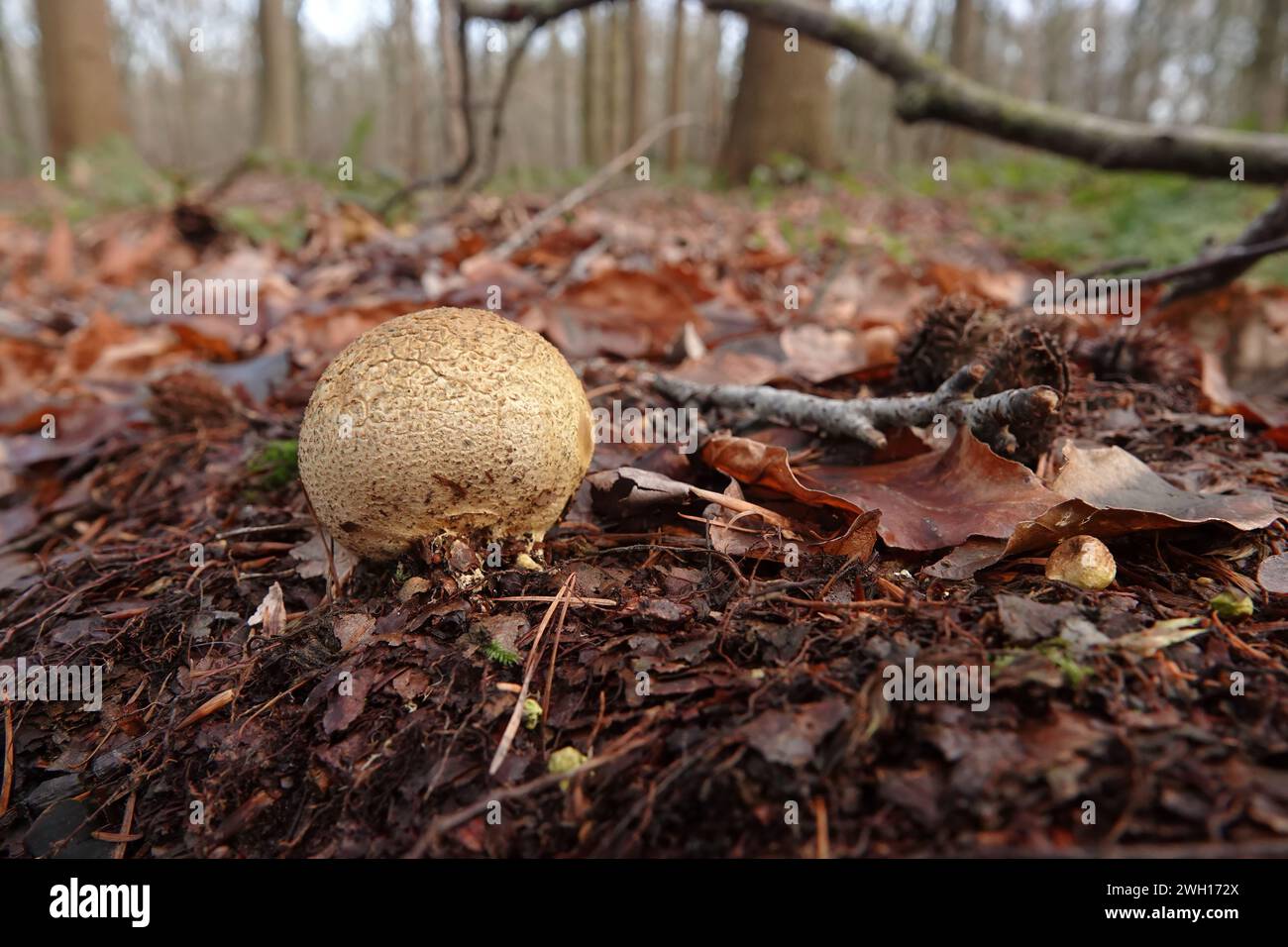 Natural closeup on a common earthball or pigskin poison puffball mushroom, Scleroderma citrinum growing on the forest floor Stock Photo