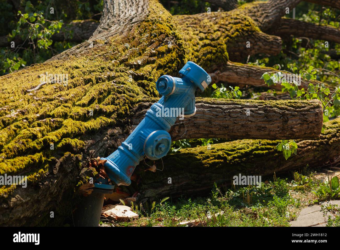 Large tree fell on blue fire hydrant and broke it, storm aftermath Stock Photo