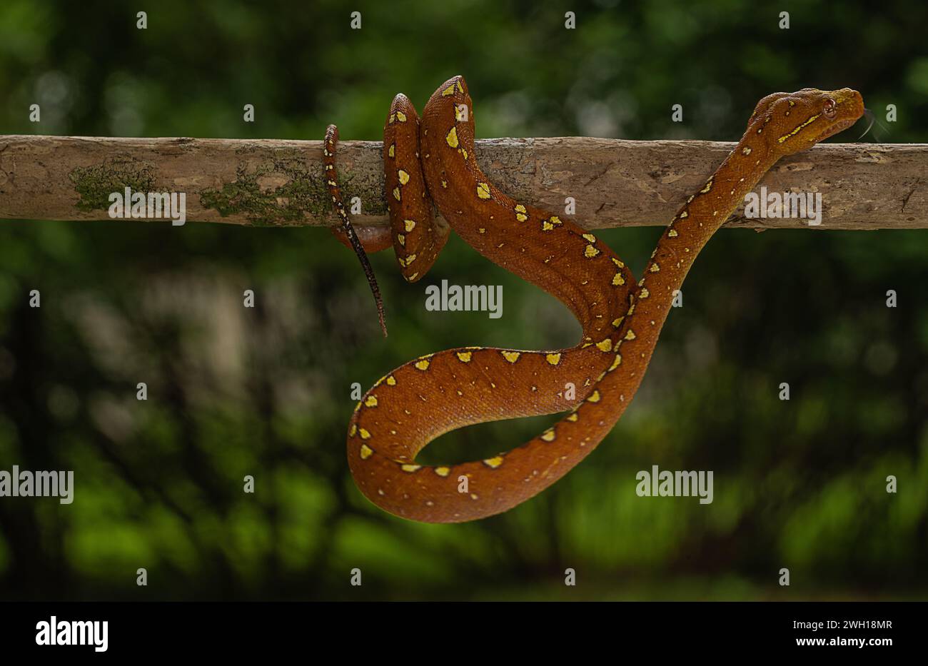 Green Tree Python Perched Green curled snake on a branch hi-res stock photography and images - Alamy