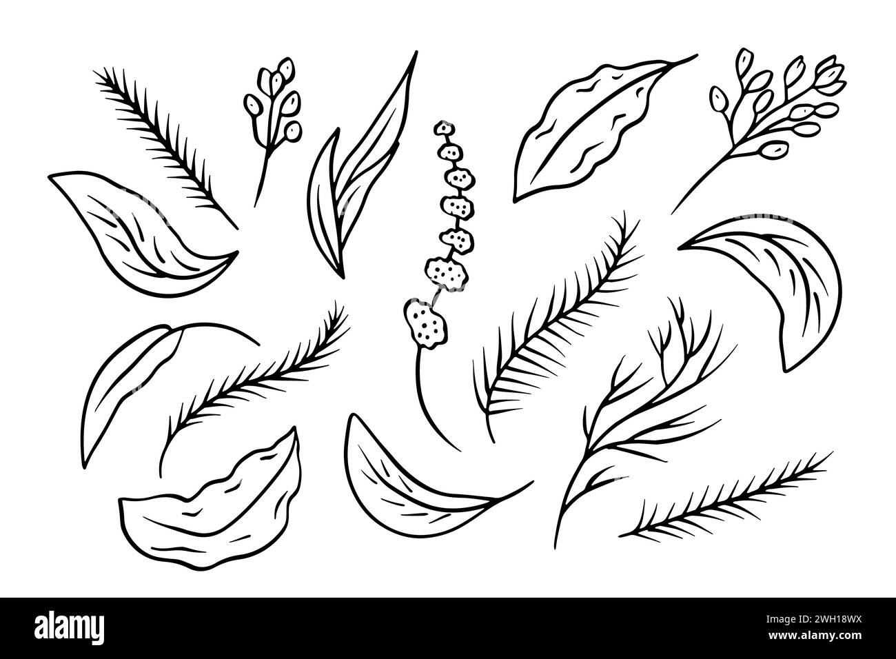 Set of black and white line art leaves Stock Vector Image & Art - Alamy