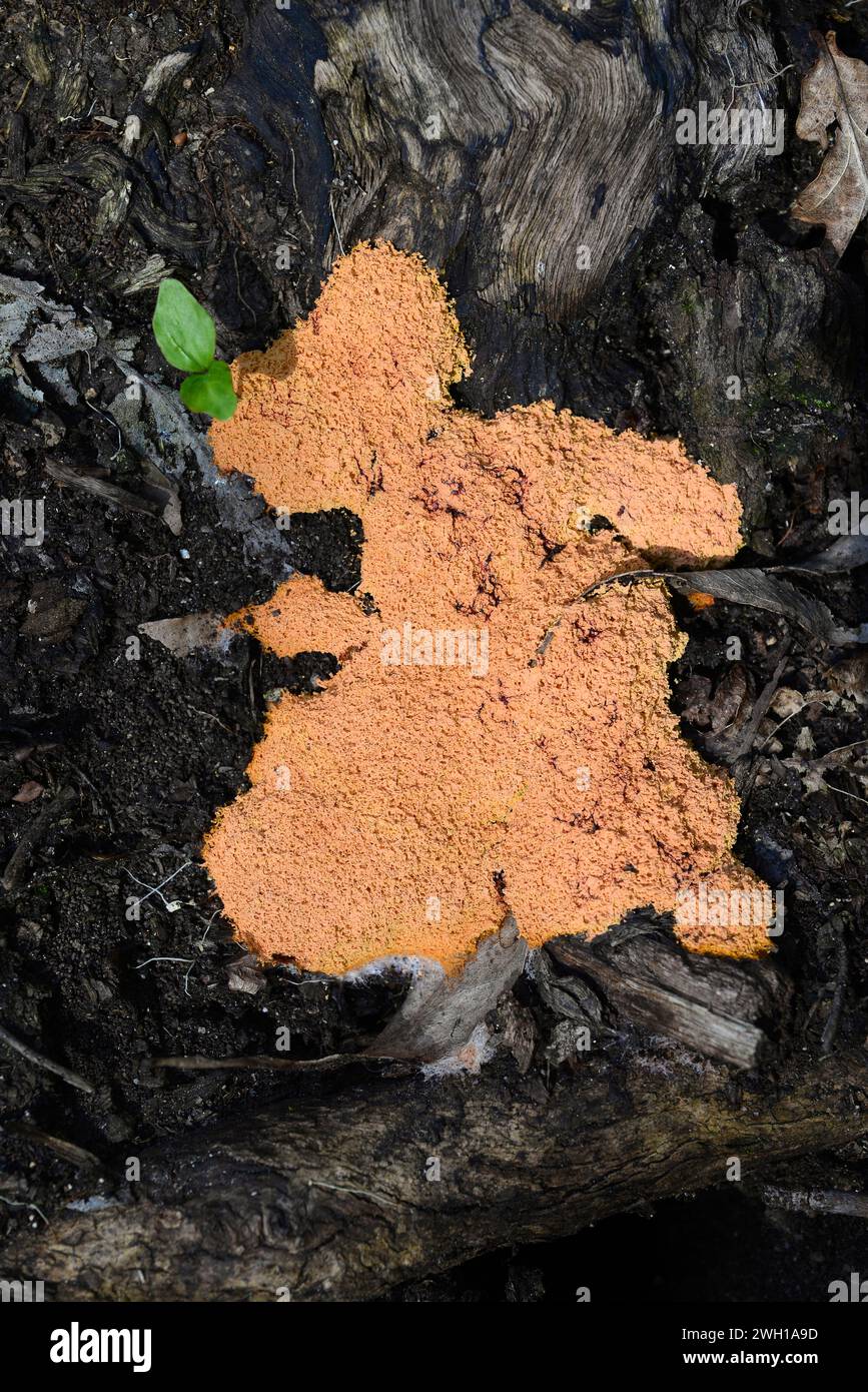Flowers of tan (Fuligo septica) is a slime mold. This photo was taken in Lugo province, Galicia, Spain. Stock Photo