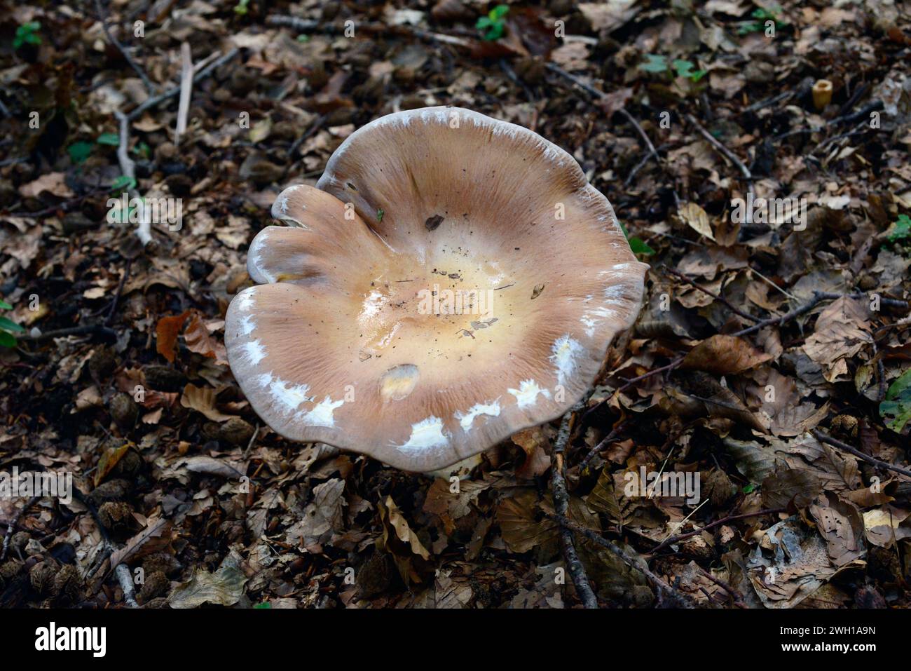 Tawny funnel cap (Lepista inversa, Lepista flaccida or Paralepista flaccida) is an edible mushroom. This photo was taken in Montseny Biosphere Reserve Stock Photo