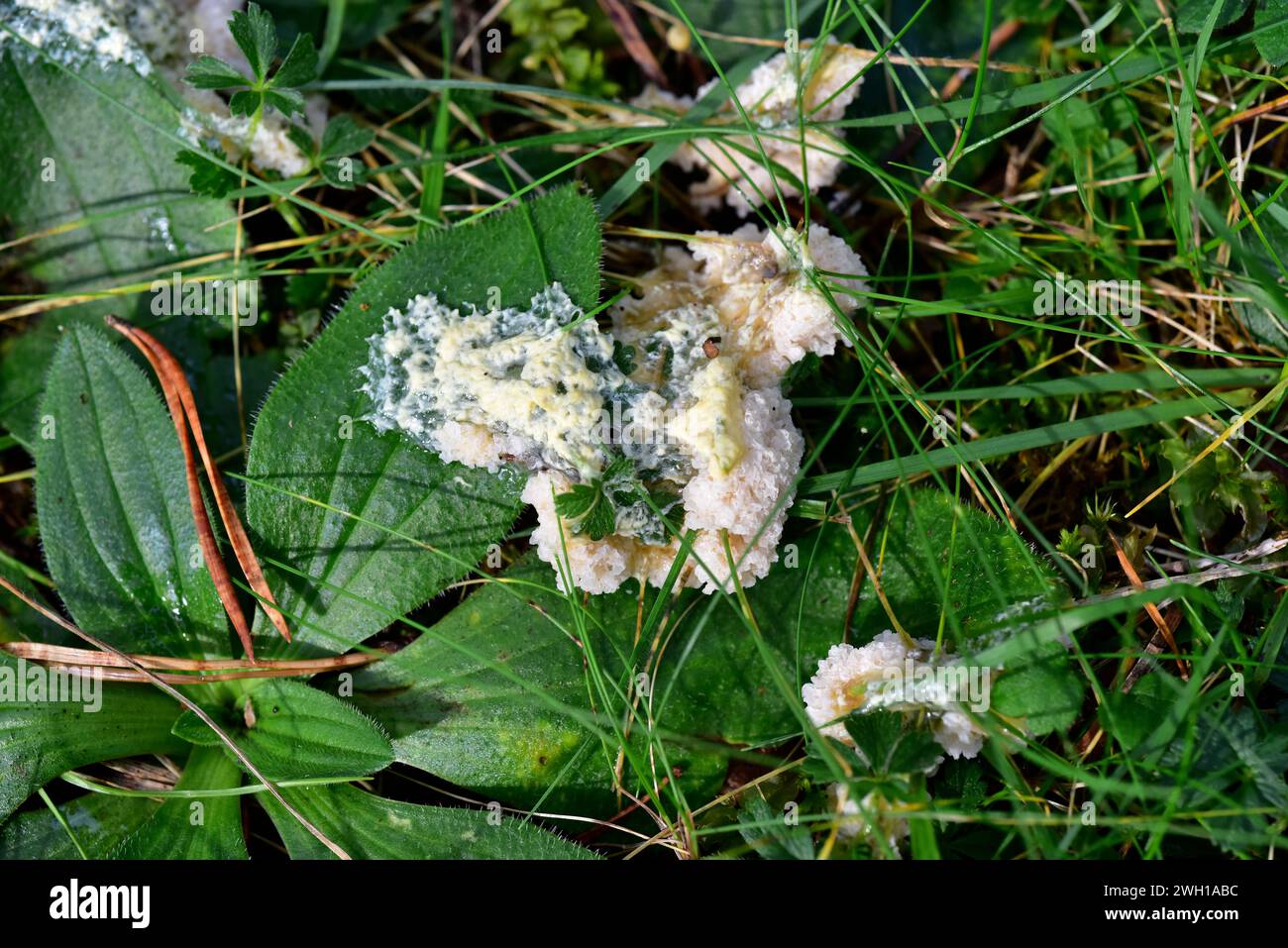 Dog sick fungus (Mucilago crustacea) is a slime mould. This photo was taken in Serra de Busa, Lleida province, Catalonia, Spain. Stock Photo