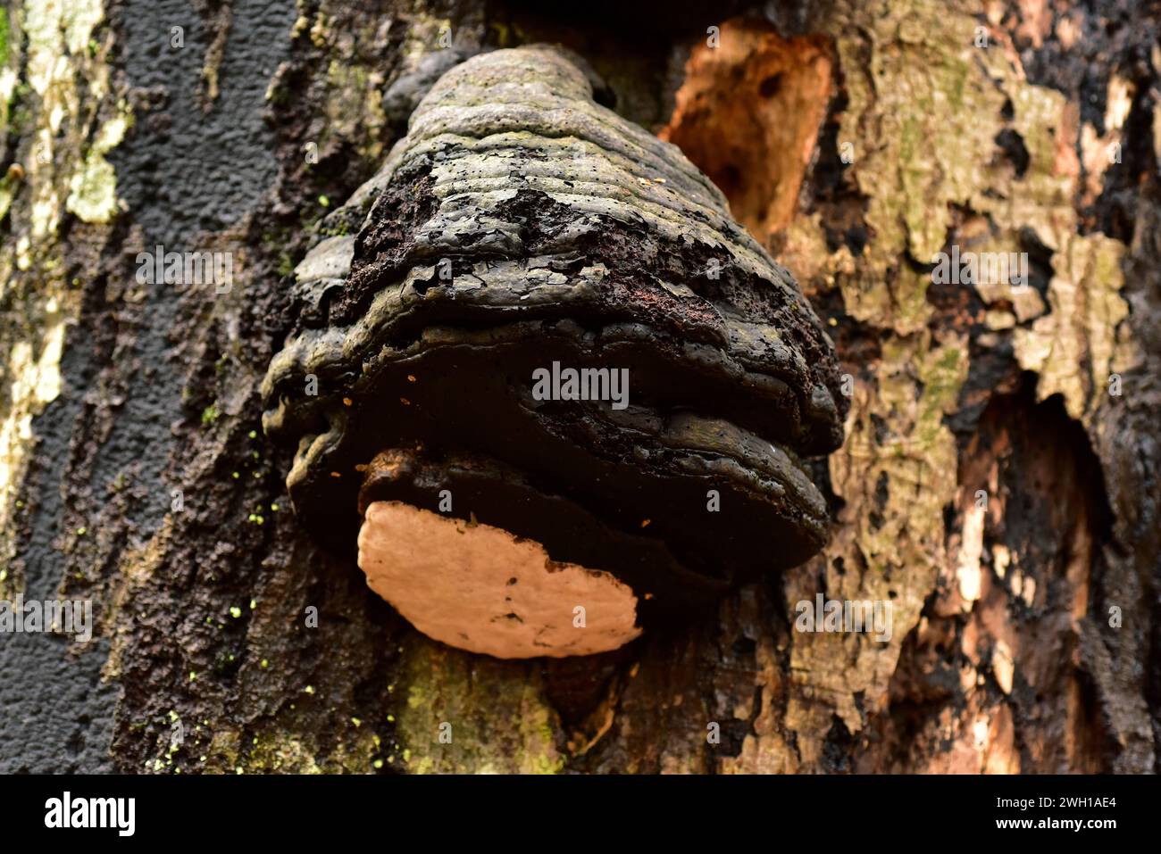 Fire sponge or willow bracket (Phellinus igniarius) is a saprobic fungus that grows on trunks. This photo was taken in Dalby National Park, Sweden. Stock Photo