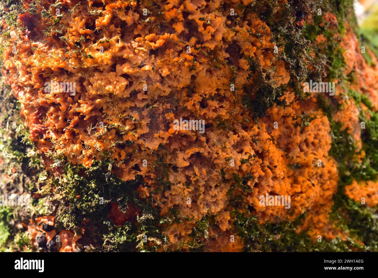 Wrinkled crust (Phlebia radiata) is a crust fungus. This photo was taken in Otzarreta Forest, Euskadi, Spain. Stock Photo