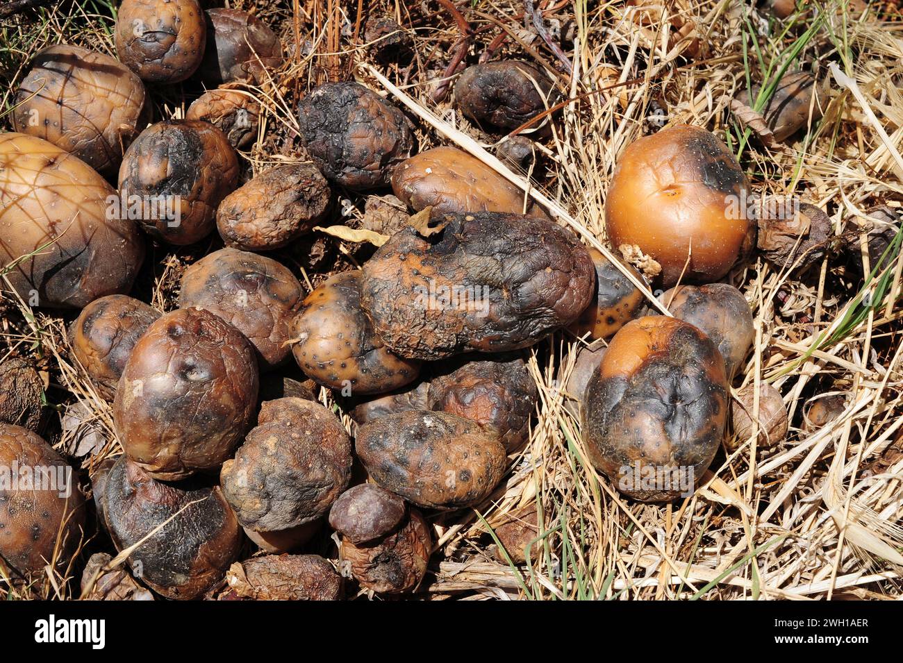 Phytophthora infestans is a parasite oomycete that causes the disease potato blight. This photo was taken in Valle del Jerte, Caceres province, Extrem Stock Photo