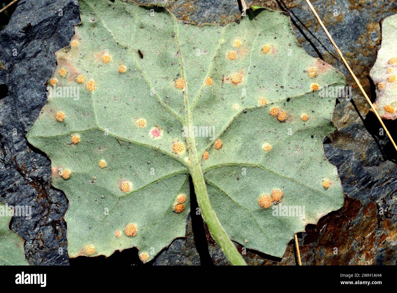 Coltsfoot rust call (Puccinia poarum) is a parasite fungus. In this example parasites Tussilago farfara leaf. This photo was taken in Montseny Biosphe Stock Photo