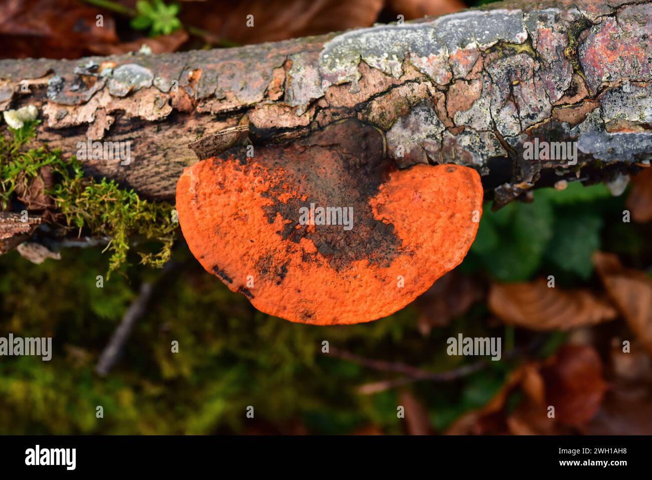 Cinnabar polypore (Pycnoporus cinnabarinus) is a saprophytic fungus. This photo was taken in Monte Santiago, Burgos province, Castilla-Leon, Spain. Stock Photo