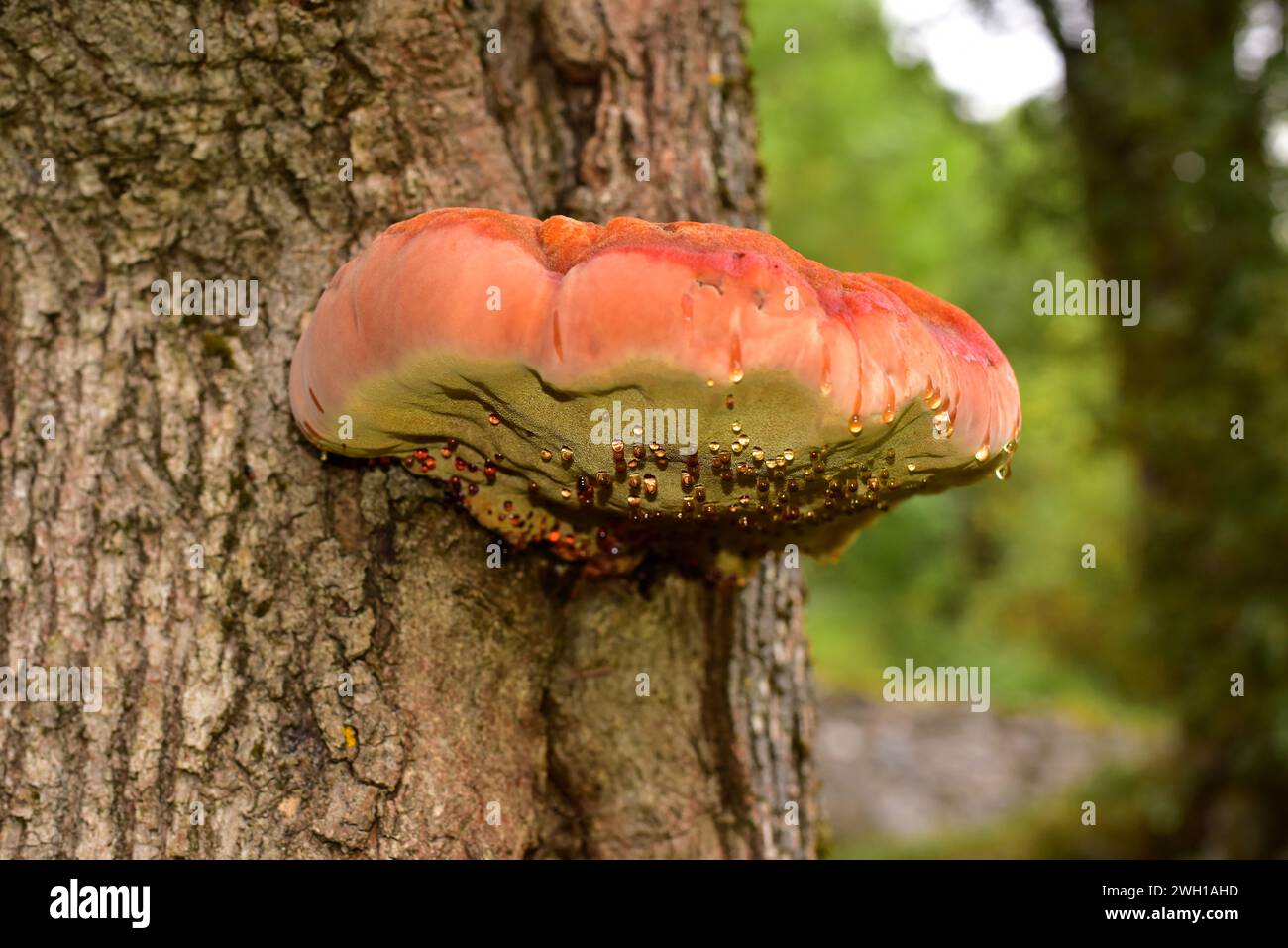 Cinnabar polypore (Pycnoporus cinnabarinus) is a saprophytic fungus growing on a Fraxinus tree. This photo was taken in Valle de Aran, Lleida province Stock Photo