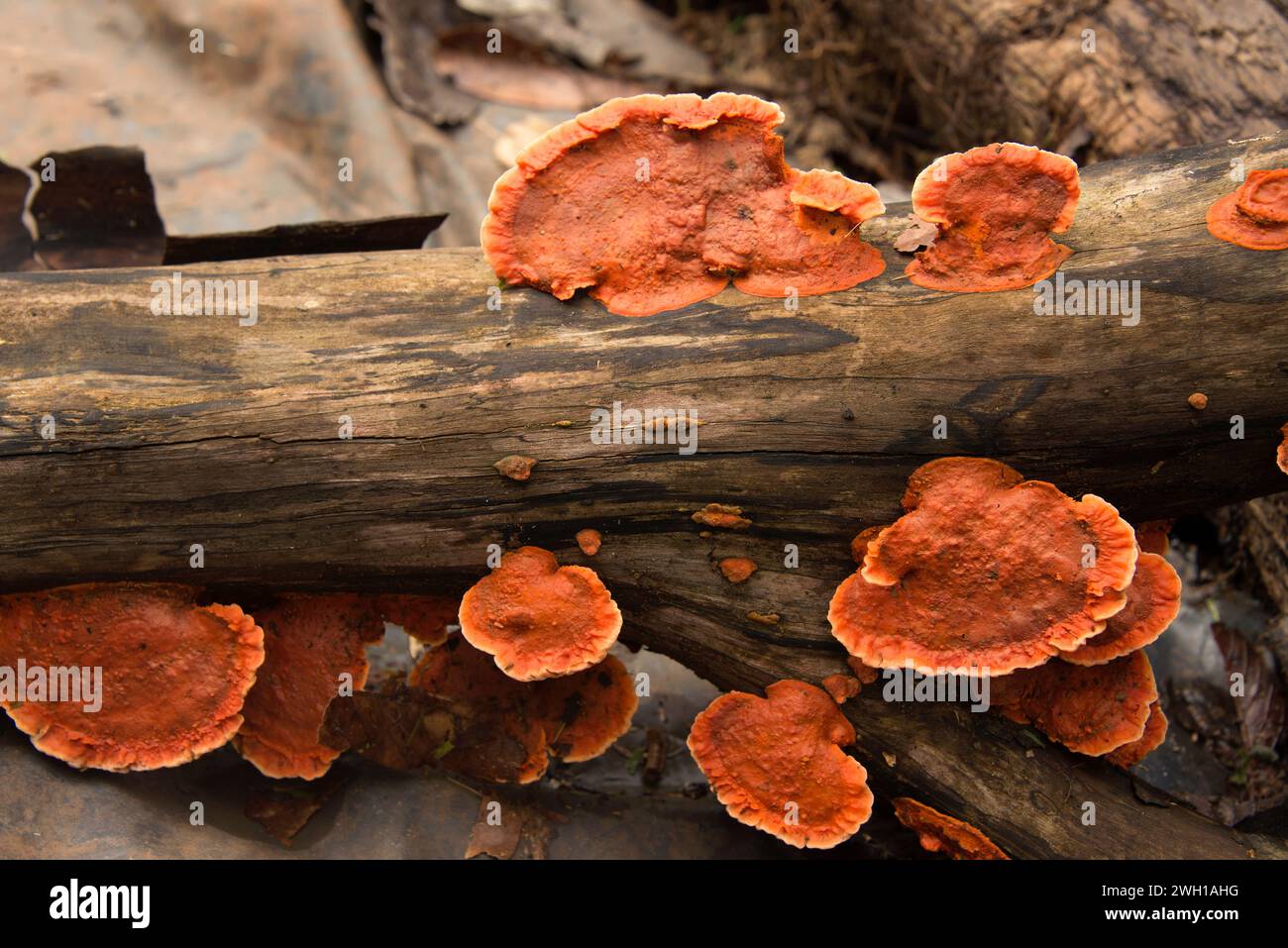 Cinnabar polypore (Pycnoporus sanguineus or Polyporus sanguineus) is a medicinal saprophytic fungus. This photo was taken in Iguazu, Argentina. Stock Photo