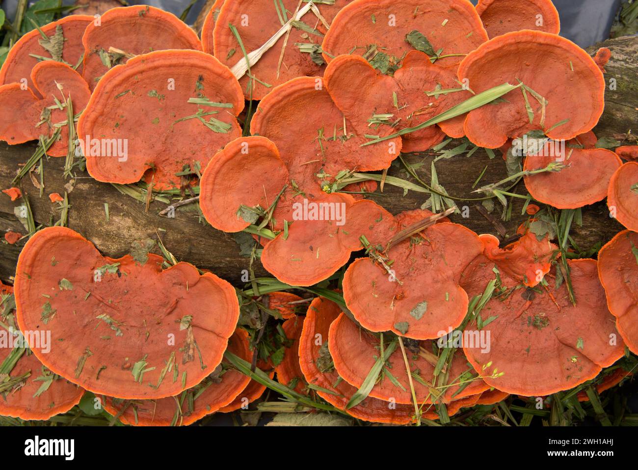 Cinnabar polypore (Pycnoporus sanguineus or Polyporus sanguineus) is a medicinal saprophytic fungus. This photo was taken in Iguazu, Argentina. Stock Photo