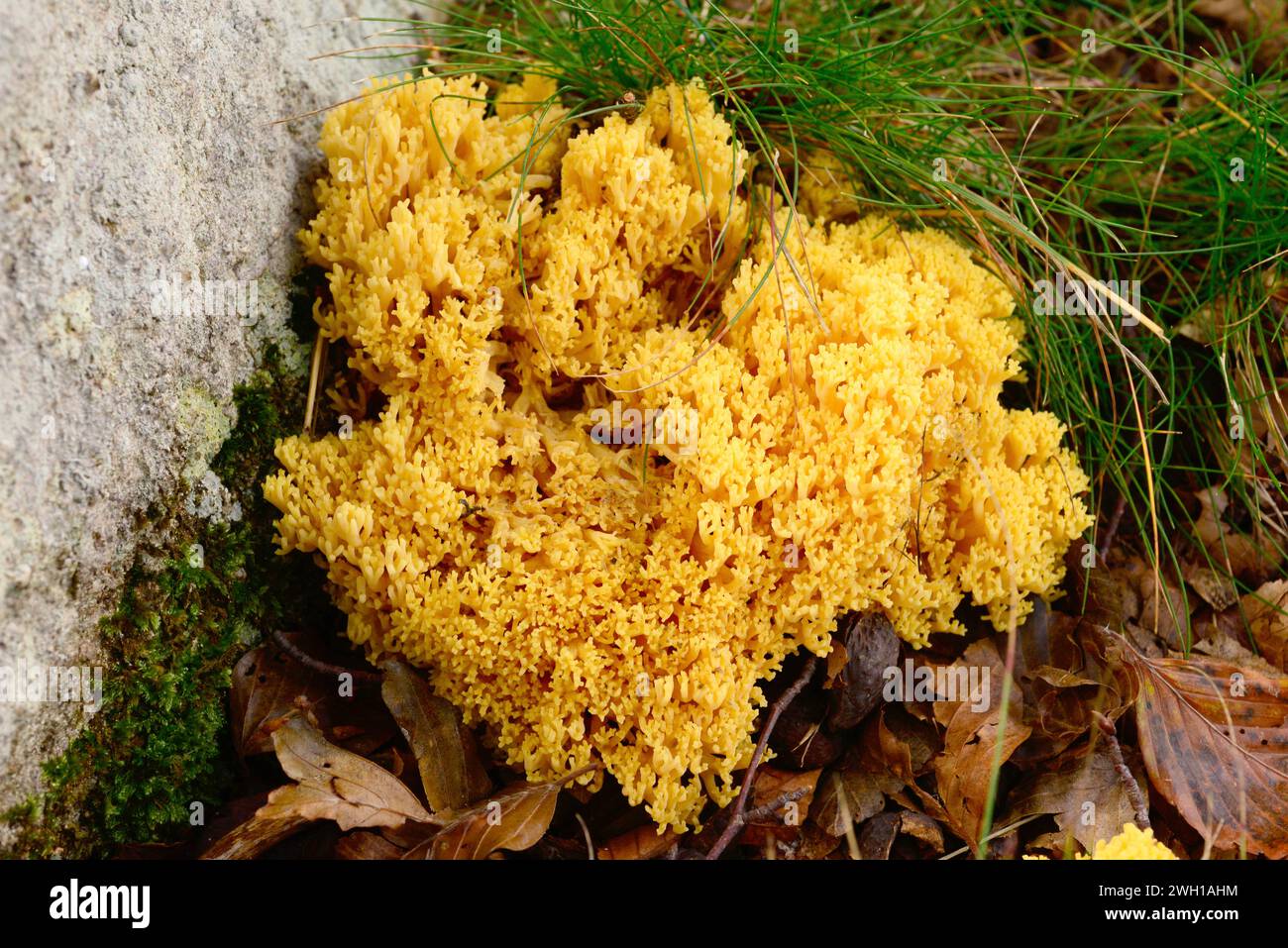 Coral mushroom (Ramaria aurea or Clavaria aurea) is an edible mushroom after cooked. This photo was taken in Montseny Biosphere Reserve, Barcelona pro Stock Photo