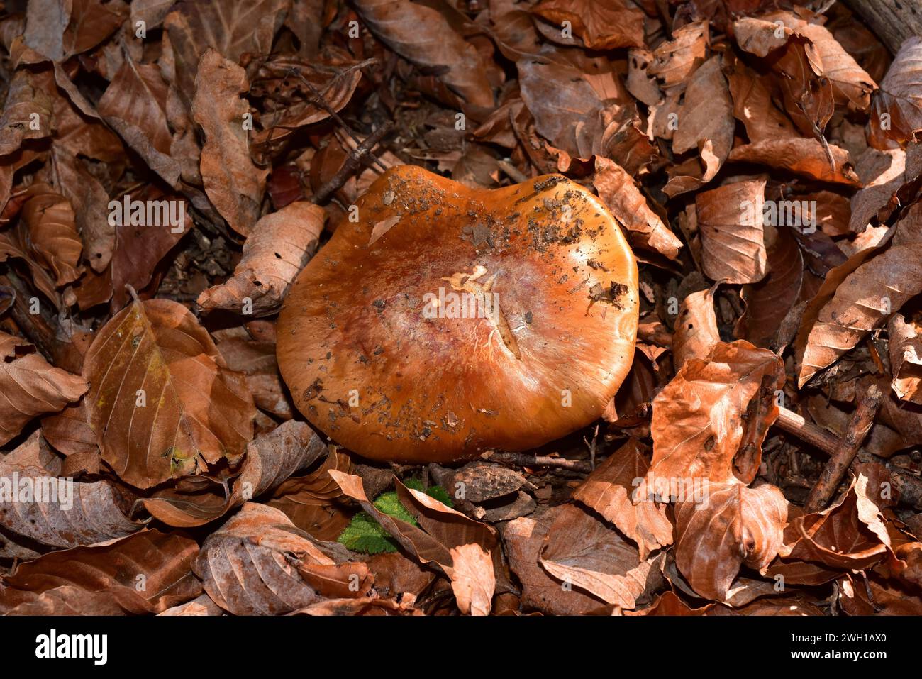 Tricholoma batschii or Tricholoma fracticum is an inedible mushroom. This photo was taken near La Llacuna, Barcelona province, Catalonia, Spain. Stock Photo