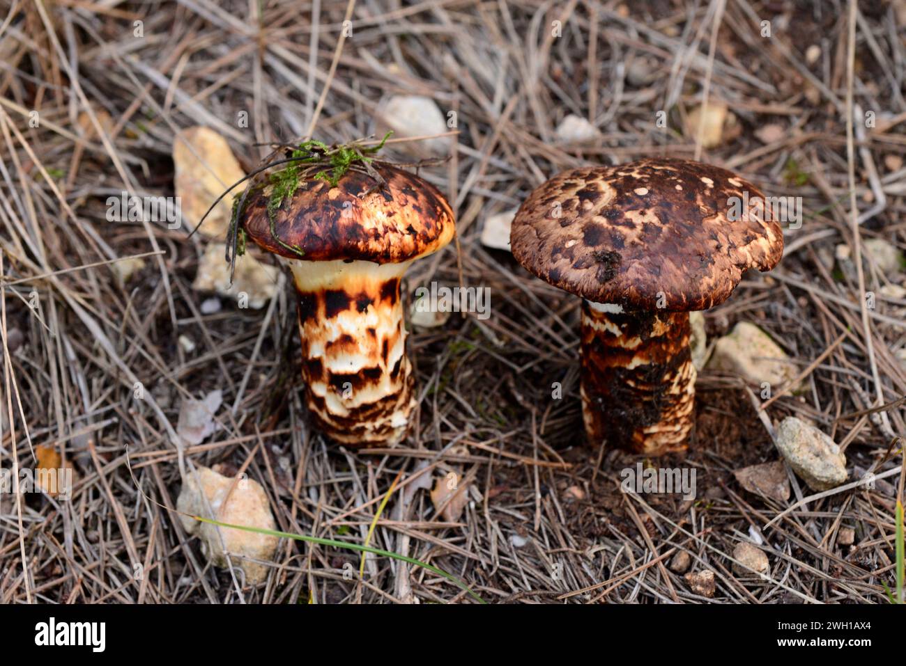 European matsutake (Tricholoma caligatum) is an edible mushroom although it is bitter. This photo was taken near La Llacuna, Barcelona province, Catal Stock Photo