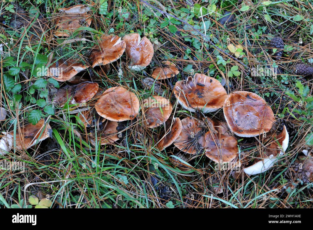 Booted knight fungus (Tricholoma focale) is an inapreciated edible mushroom. This photo was taken near Moia, Barcelona province, Catalonia, Spain. Stock Photo