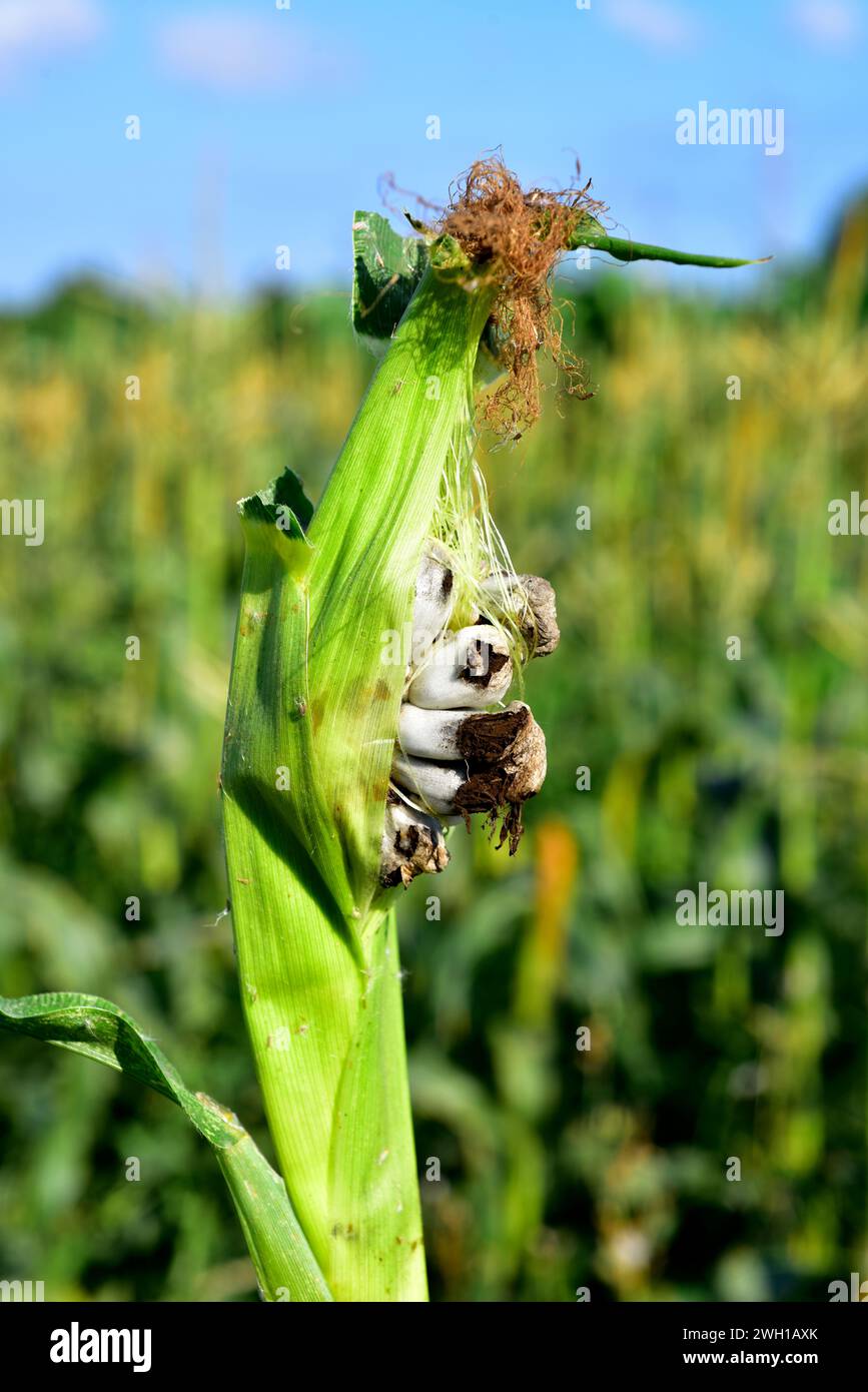 Corn Smut Ustilago Maydis Is A Fungus Parasite Of Corn Is An Edible 