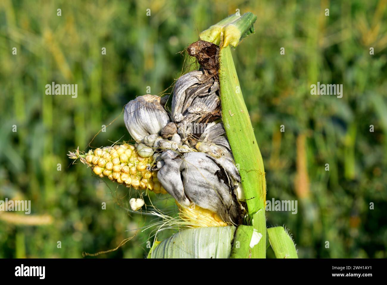 Corn smut (Ustilago maydis) is a fungus parasite of corn. Is an edible fungus highly valued in Mexico known as huitlacoche. This photo was taken in De Stock Photo