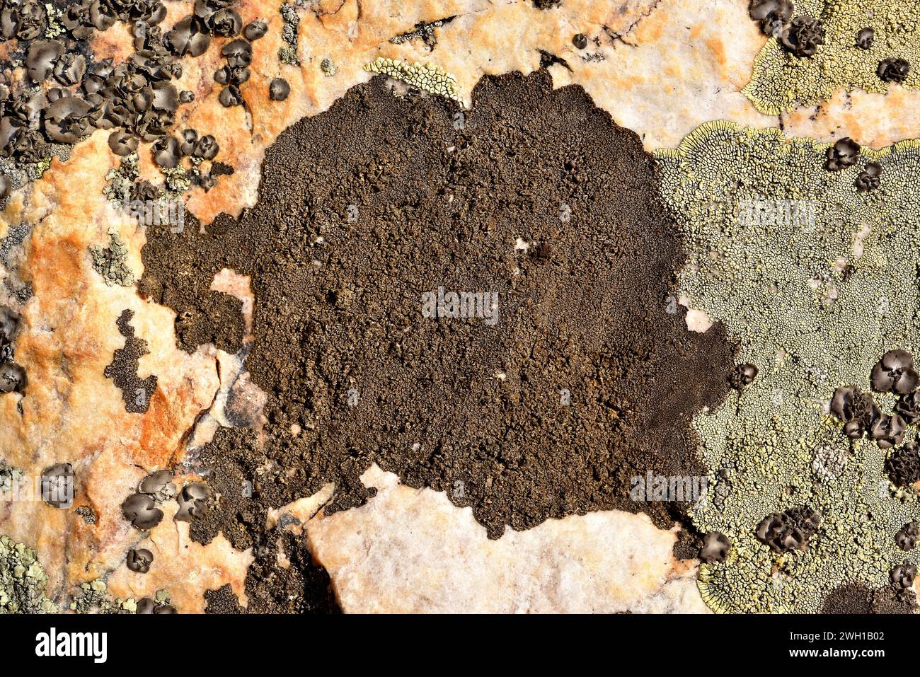 Brown cobblestone lichen (Acarospora fuscata) is a crustose lichen that grows on siliceous rocks. This photo was taken in Calatrava la Nueva, Ciudad R Stock Photo