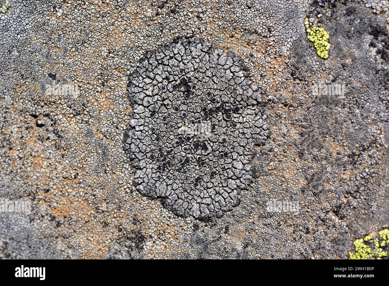Lecanora schistina or Lecanora praepostera is a crustose lichen with black apothecia. This photo was taken in Arribes del Duero, Zamora province, Cast Stock Photo