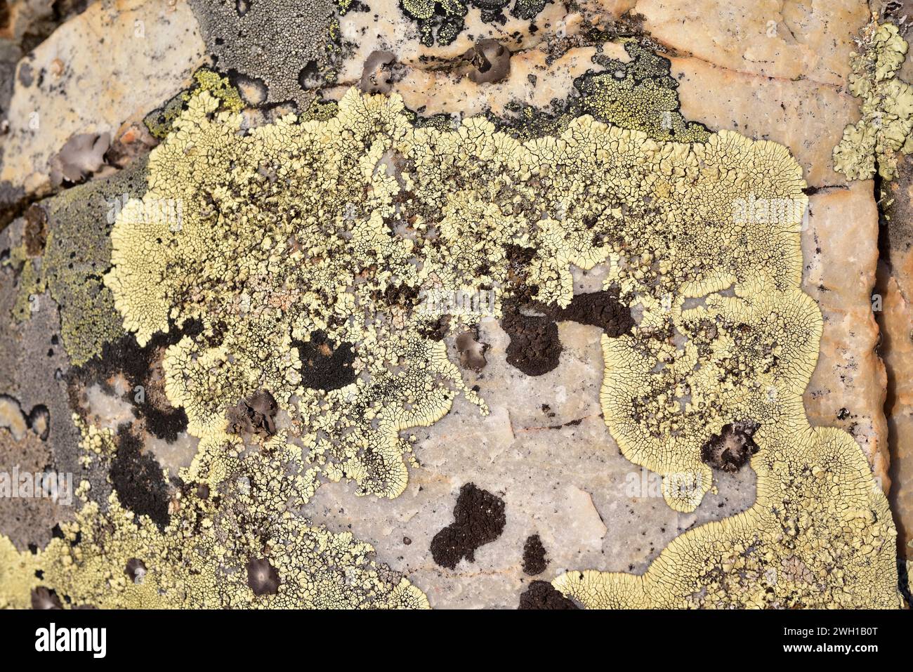 Golden moonglow lichen (Dimelaena oreina or Rinodia oreina) is a placodioid lichen that grows on siliceous rocks. This photo was taken in Calatrava La Stock Photo